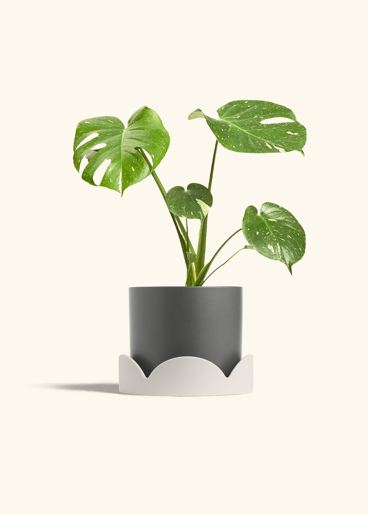 Monstera Thai Constellation in a 6  inches Charcoal Classic Cylinder Planter in a Oat Petal Drip Tray