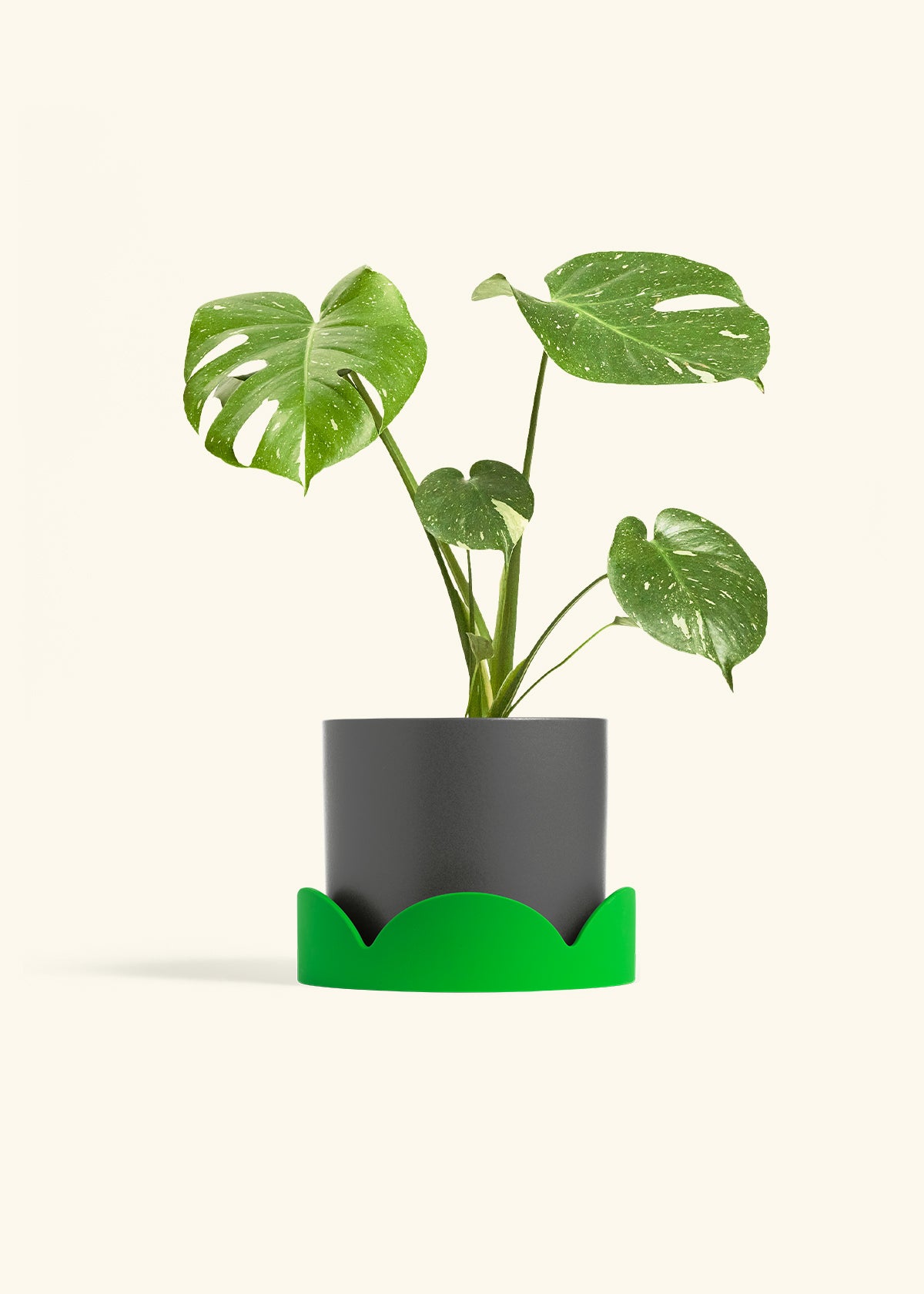 Monstera Thai Constellation in a 6  inches Charcoal Classic Cylinder Planter in a Shamrock Petal Drip Tray