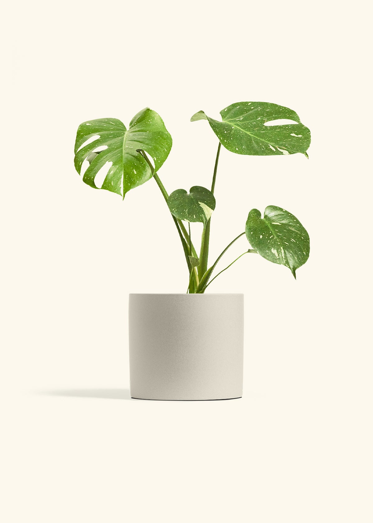 Monstera Thai Constellation in a 6  inches Oat Classic Cylinder Planter