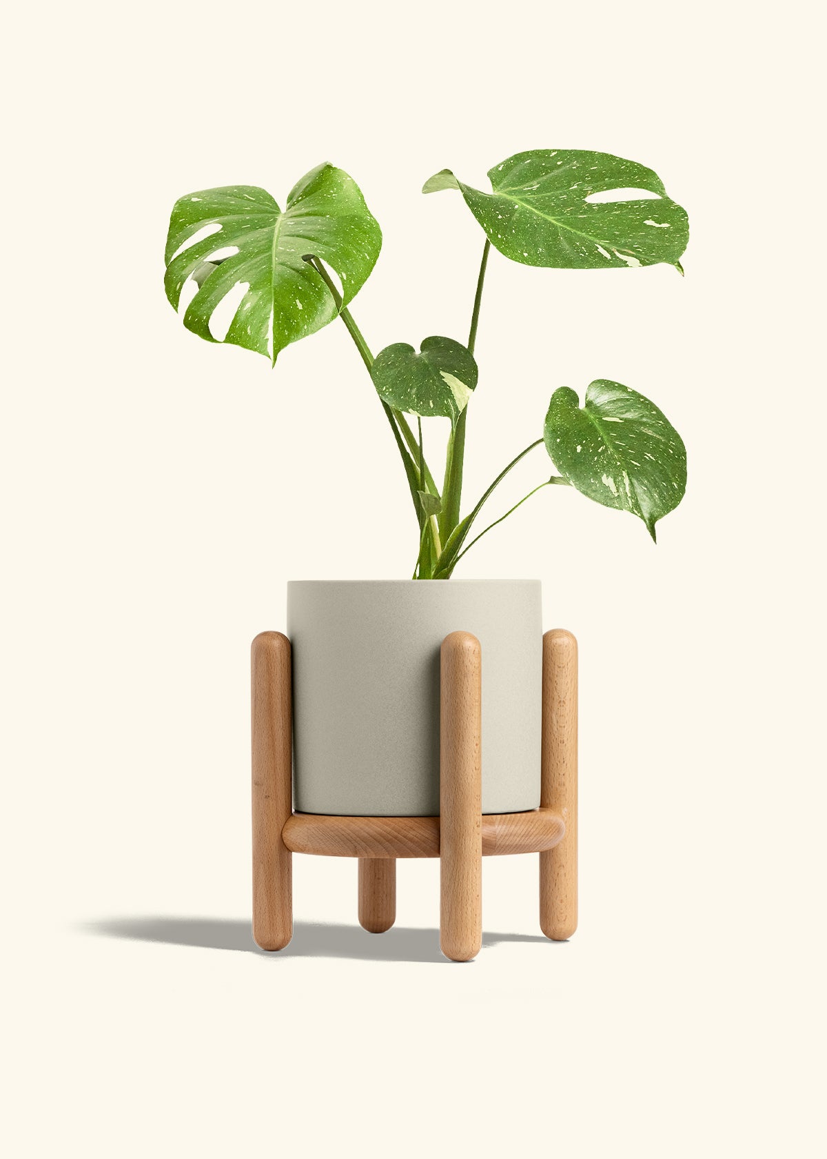 Monstera Thai Constellation in a 6  inches Oat Classic Cylinder Planter in a Beech Wood Stand