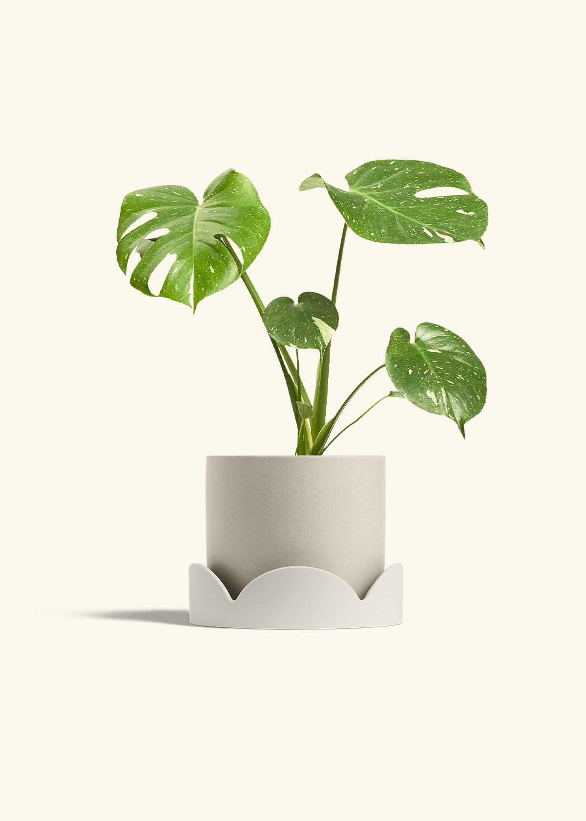 Monstera Thai Constellation in a 6  inches Oat Classic Cylinder Planter in a Oat Petal Drip Tray