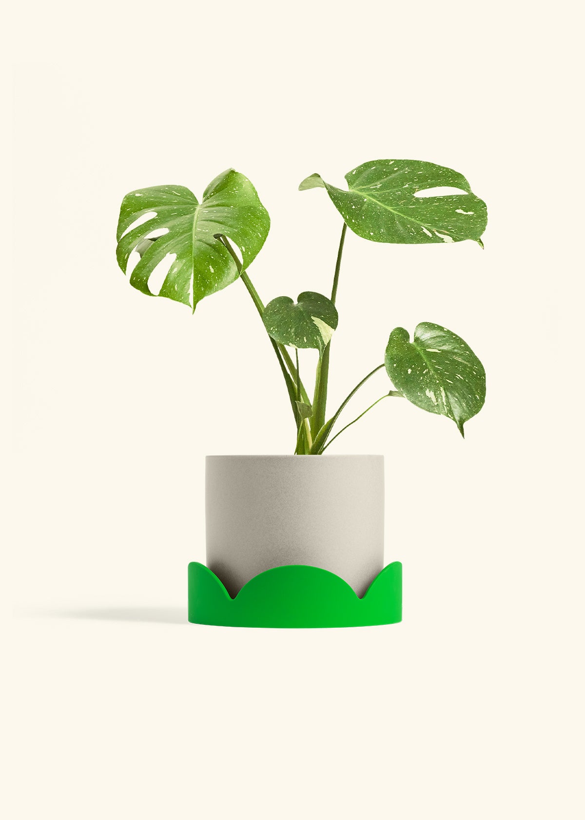 Monstera Thai Constellation in a 6  inches Oat Classic Cylinder Planter in a Shamrock Petal Drip Tray