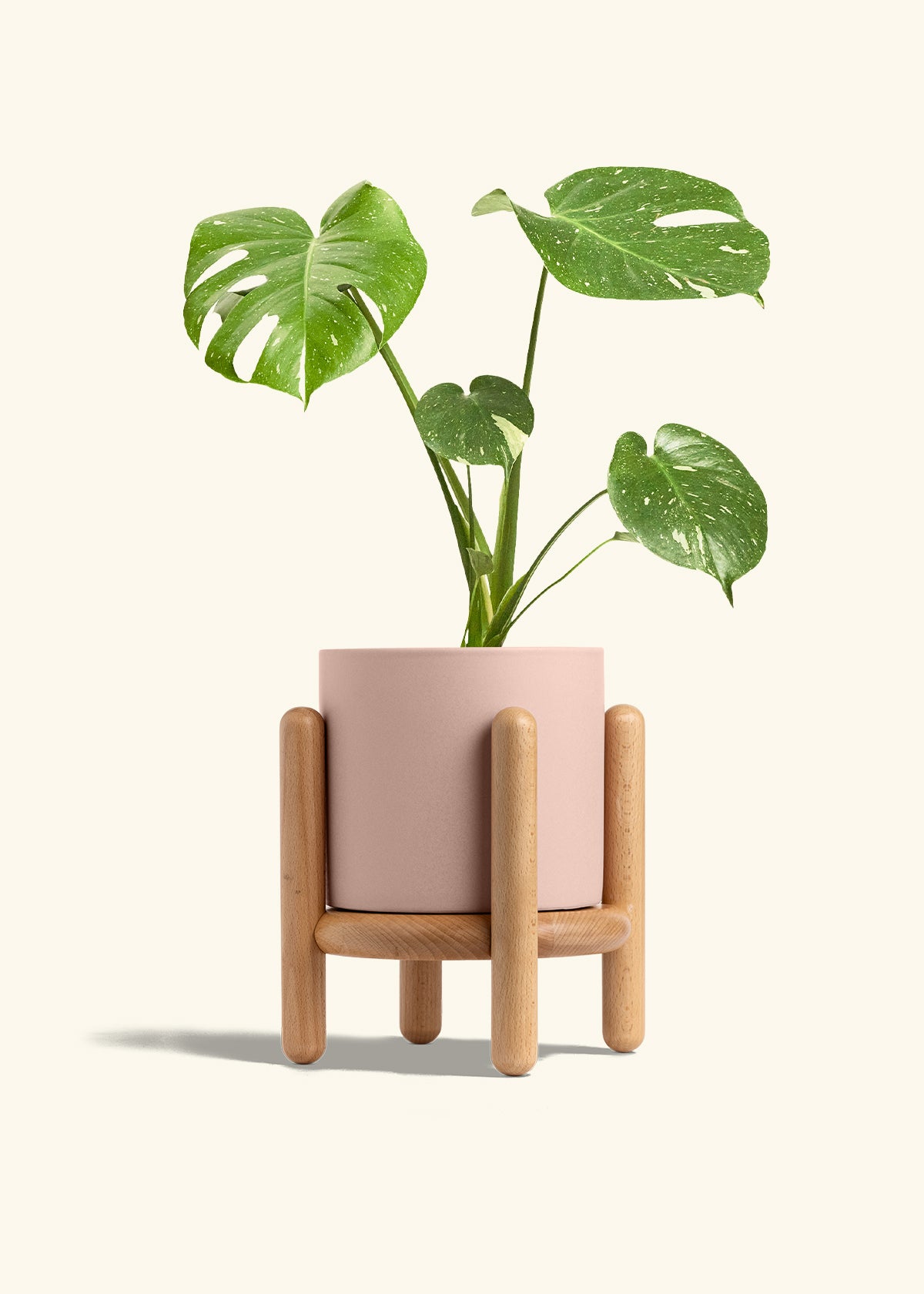 Monstera Thai Constellation in a 6  inches Pink Classic Cylinder Planter in a Beech Wood Stand