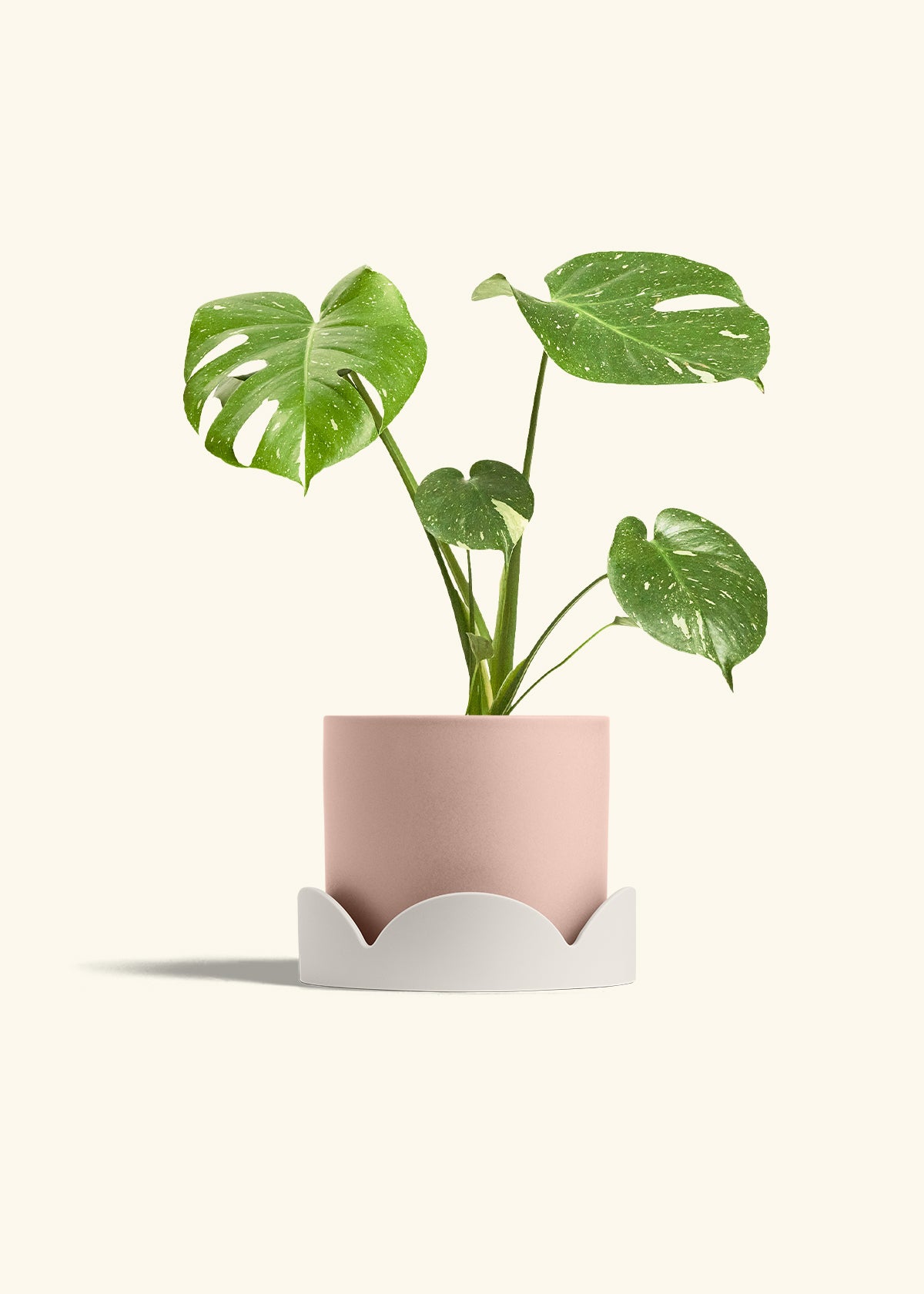 Monstera Thai Constellation in a 6  inches Pink Classic Cylinder Planter in a Oat Petal Drip Tray