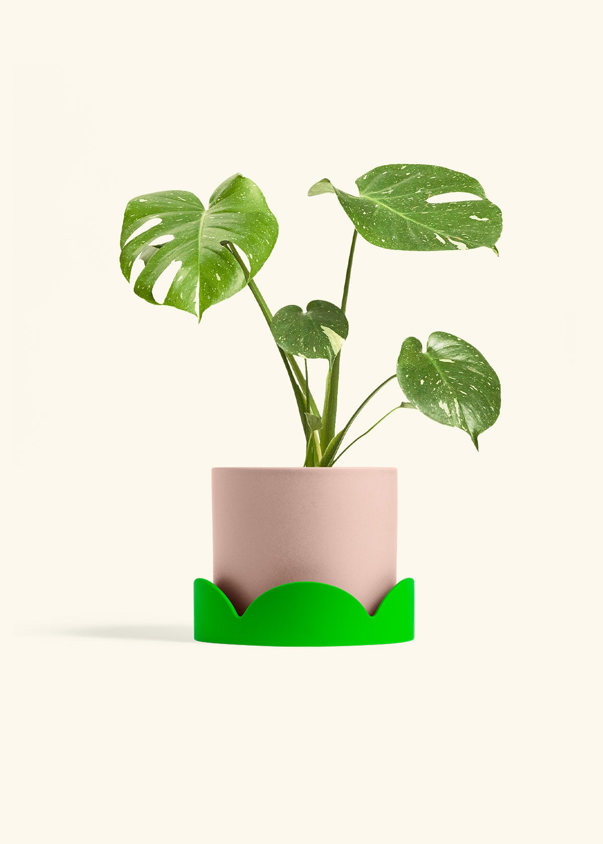 Monstera Thai Constellation in a 6  inches Pink Classic Cylinder Planter in a Shamrock Petal Drip Tray
