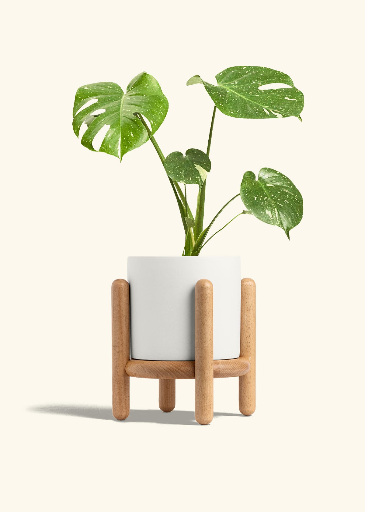 Monstera Thai Constellation in a 6  inches White Classic Cylinder Planter in a Beech Wood Stand