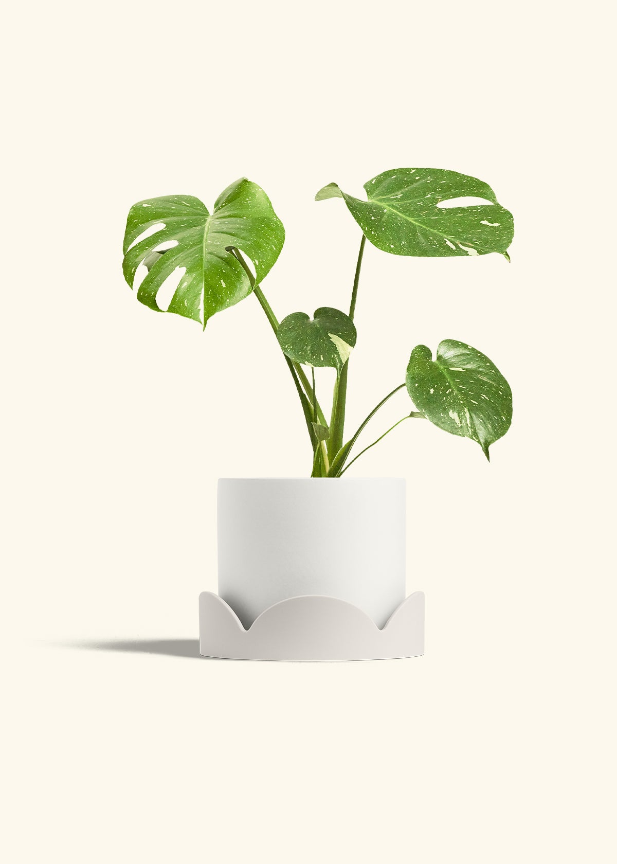 Monstera Thai Constellation in a 6  inches White Classic Cylinder Planter in a Oat Petal Drip Tray