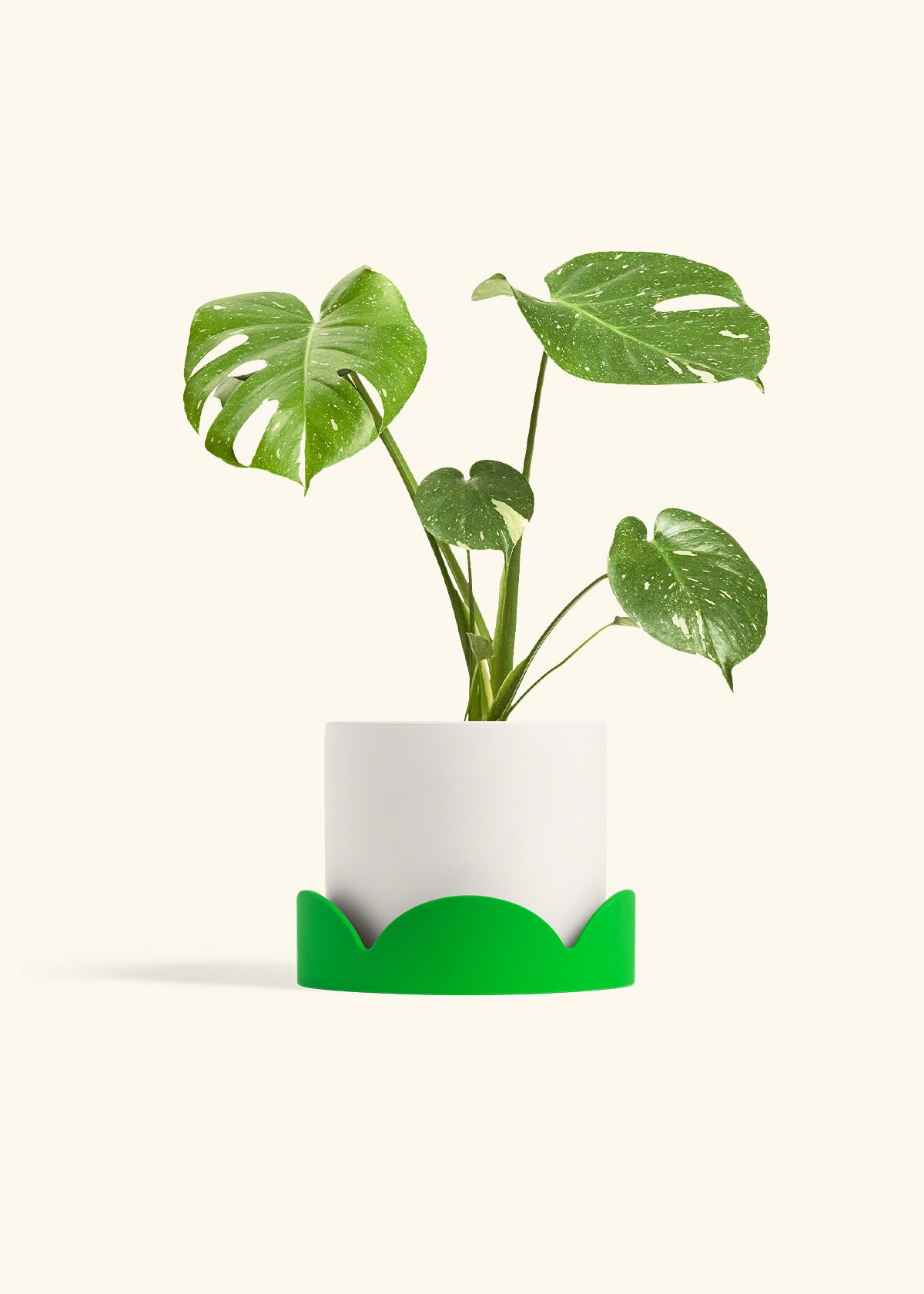 Monstera Thai Constellation in a 6  inches White Classic Cylinder Planter in a Shamrock Petal Drip Tray