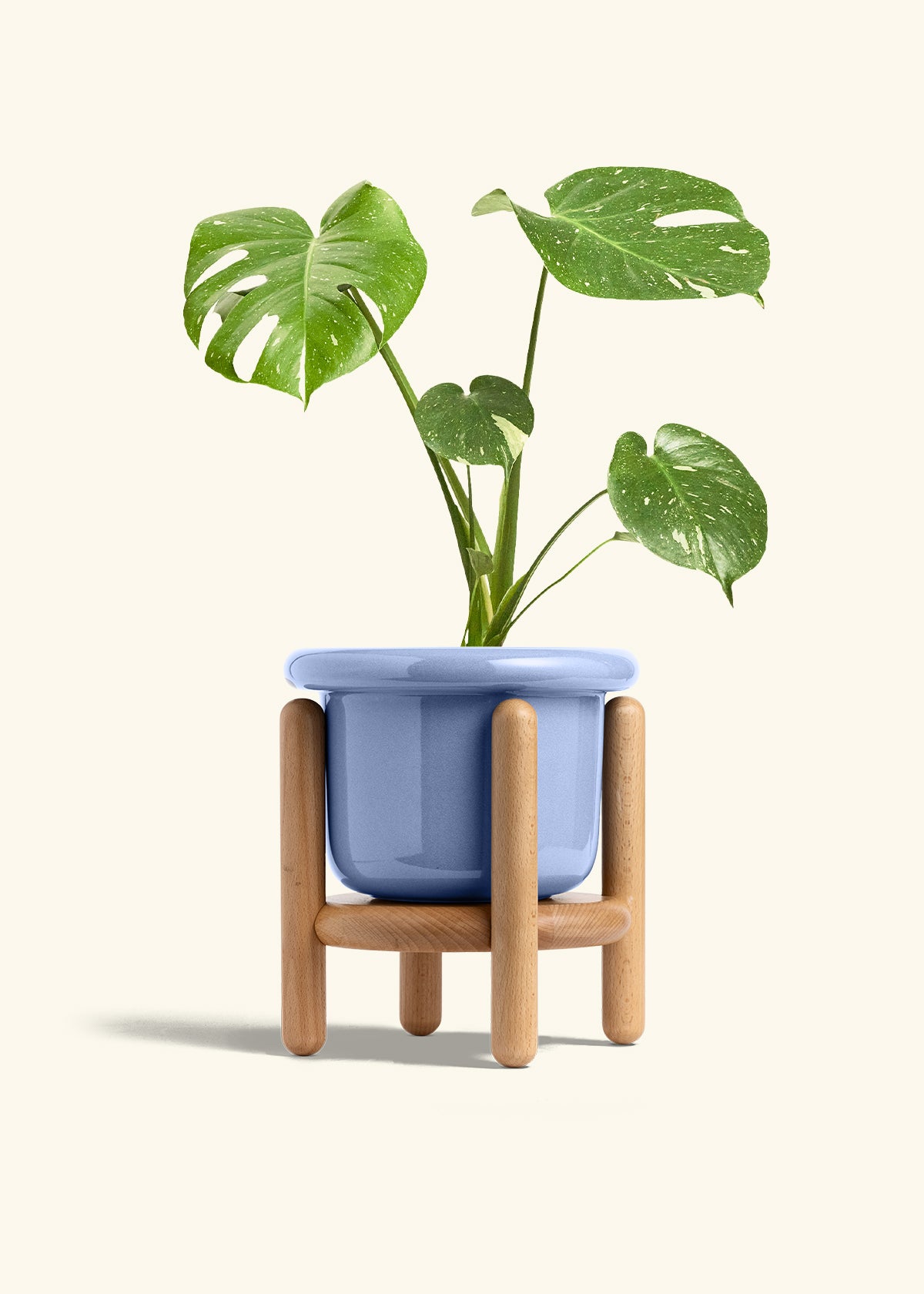 Monstera Thai Constellation in a 6  inches Fat Lip Blue Planter in a Beech Wood Stand