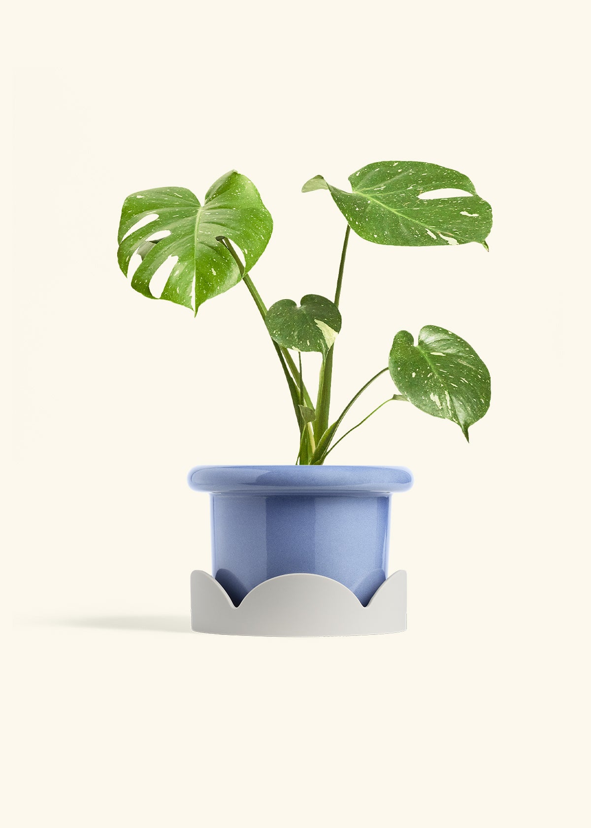 Monstera Thai Constellation in a 6  inches Fat Lip Blue Planter in a Oat Petal Drip Tray