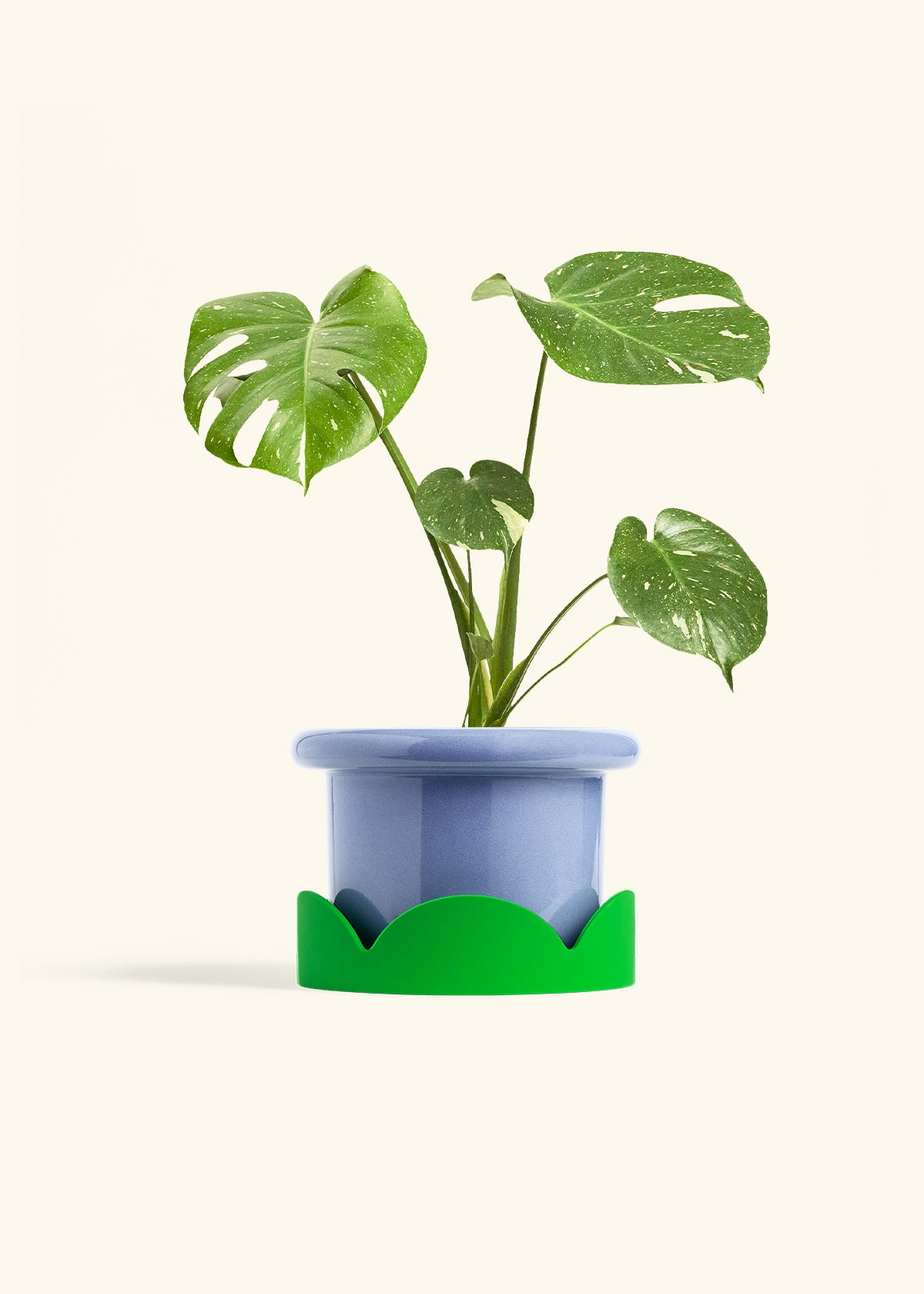Monstera Thai Constellation in a 6  inches Fat Lip Blue Planter in a Shamrock Petal Drip Tray