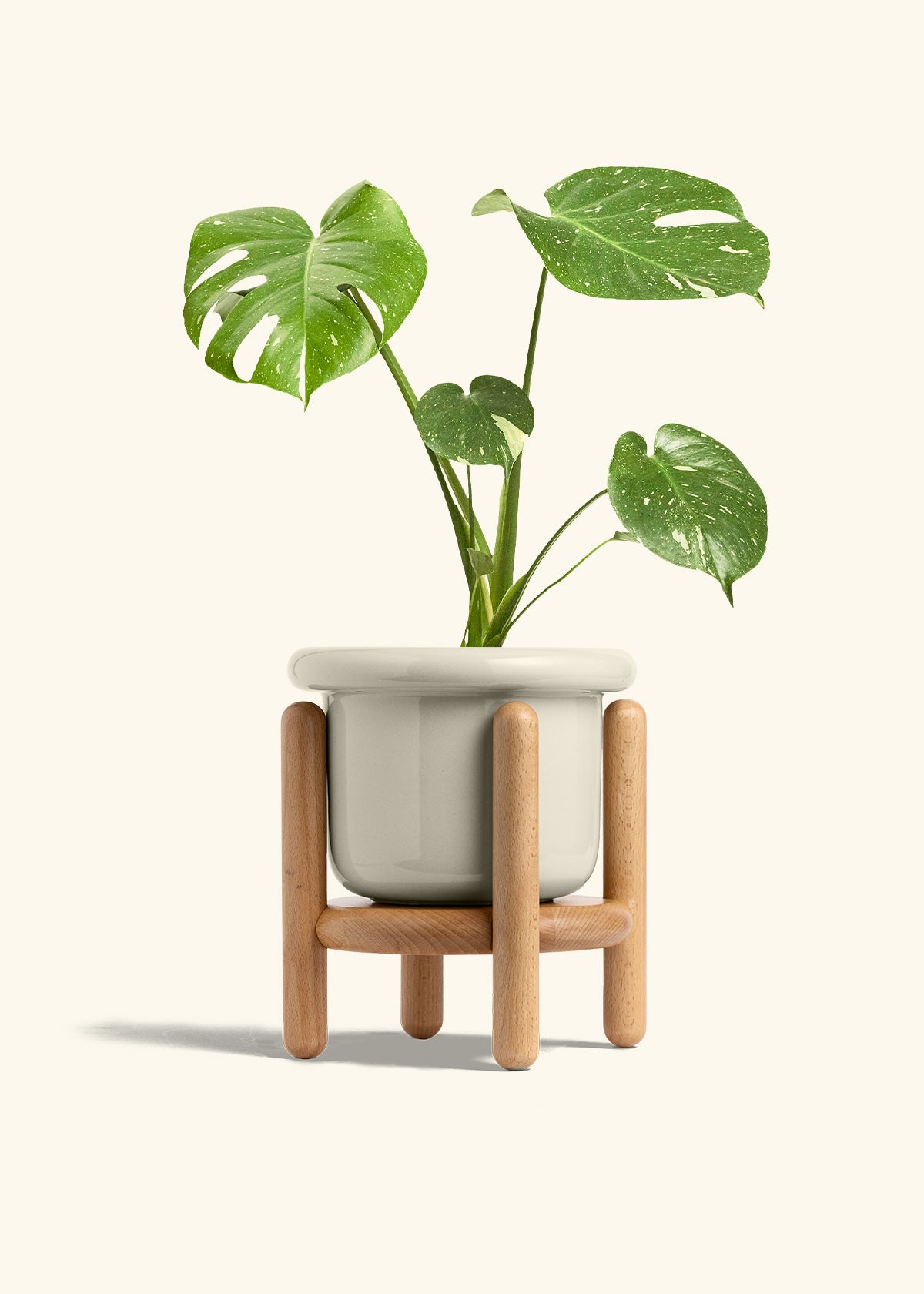 Monstera Thai Constellation in a 6  inches Fat Lip Oat Planter in a Beech Wood Stand