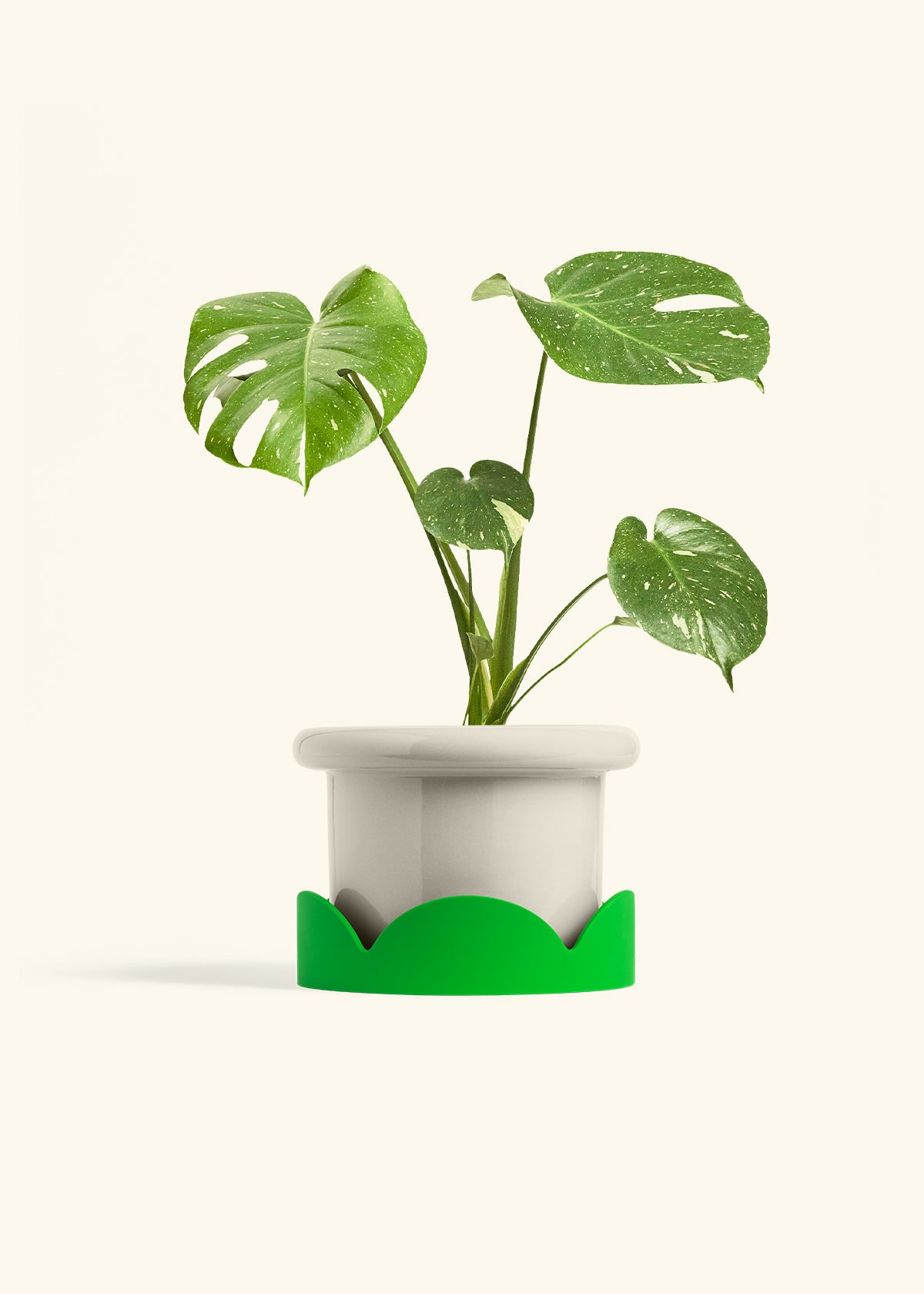 Monstera Thai Constellation in a 6  inches Fat Lip Oat Planter in a Shamrock Petal Drip Tray