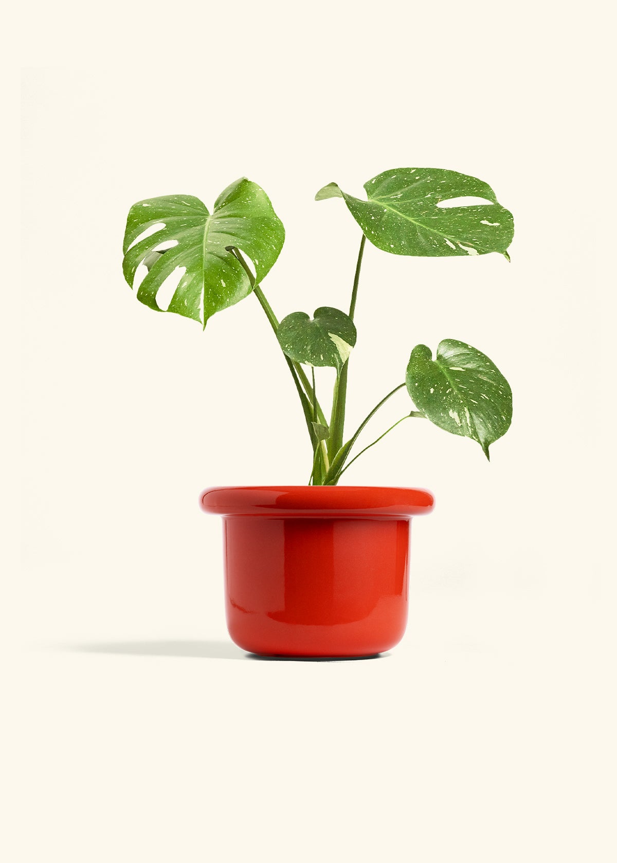 Monstera Thai Constellation in a 6  inches Fat Lip Red Planter