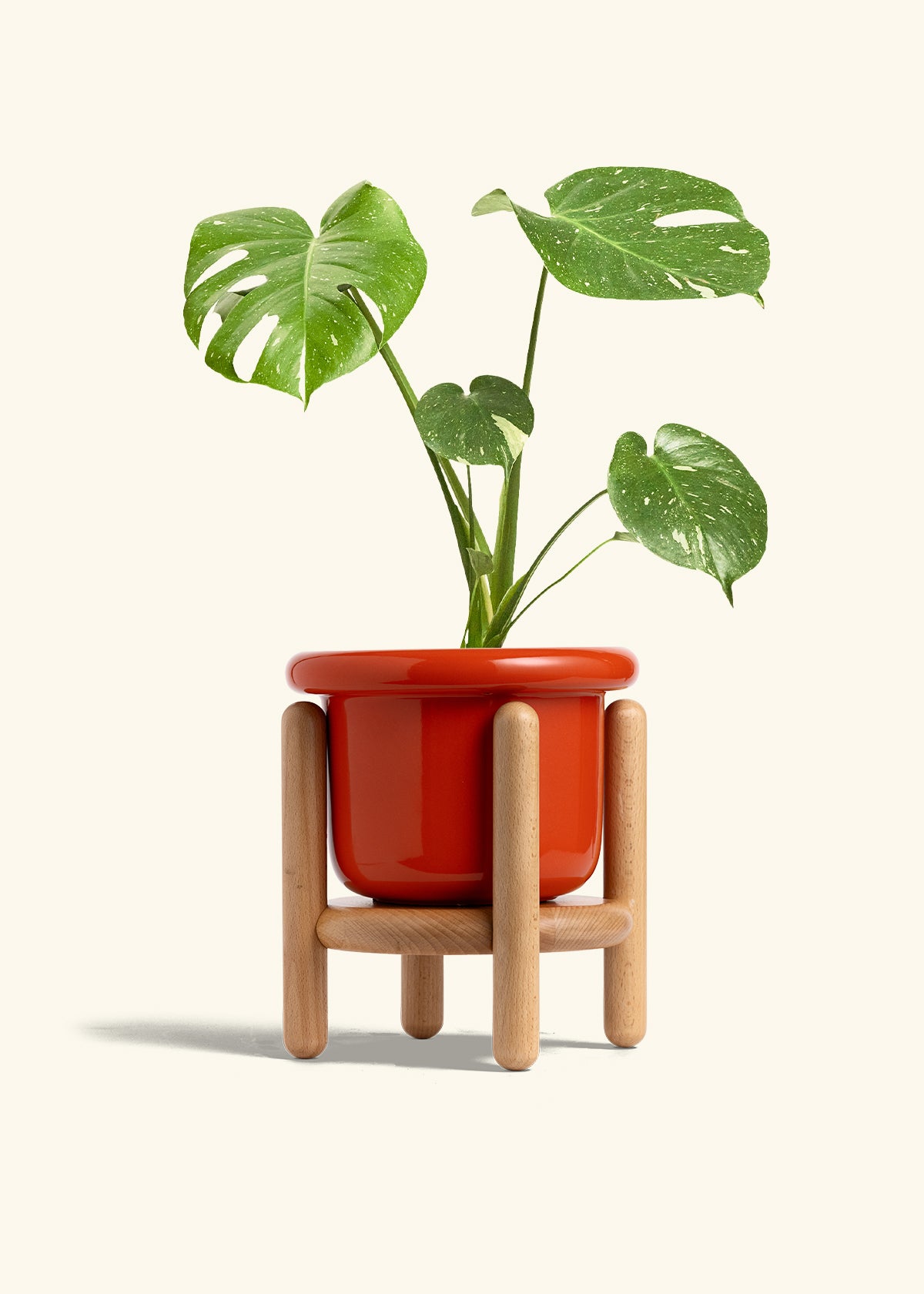 Monstera Thai Constellation in a 6  inches Fat Lip Red Planter in a Beech Wood Stand