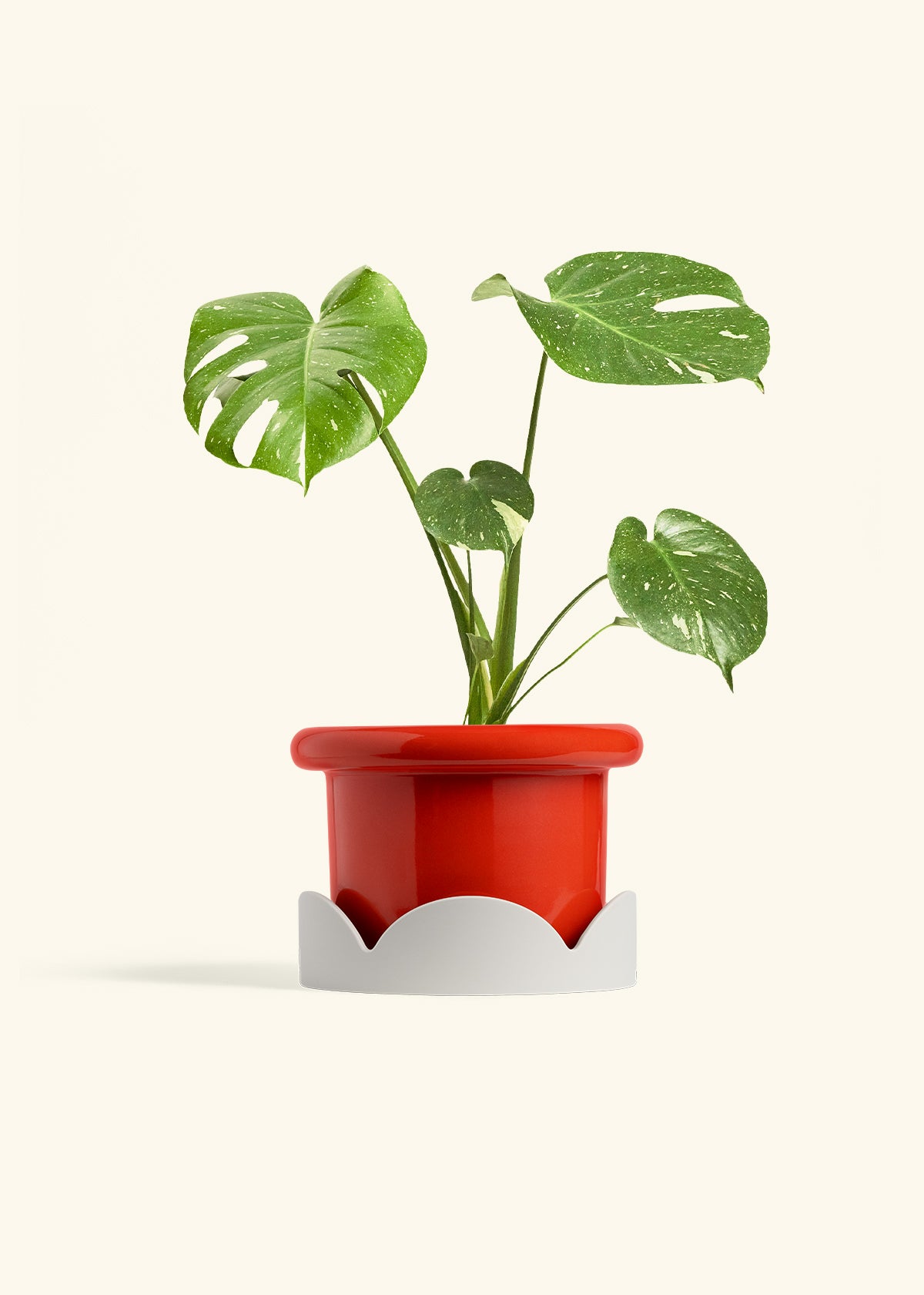 Monstera Thai Constellation in a 6  inches Fat Lip Red Planter in a Oat Petal Drip Tray