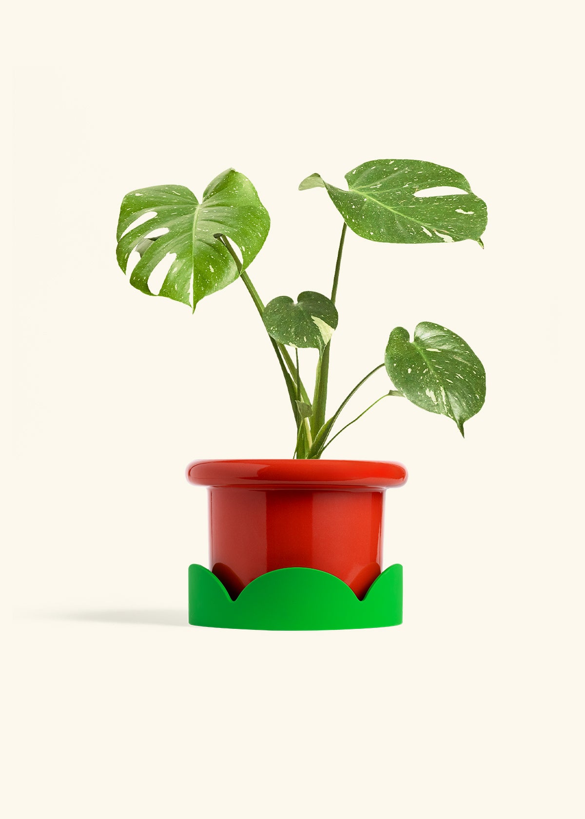 Monstera Thai Constellation in a 6  inches Fat Lip Red Planter in a Shamrock Petal Drip Tray