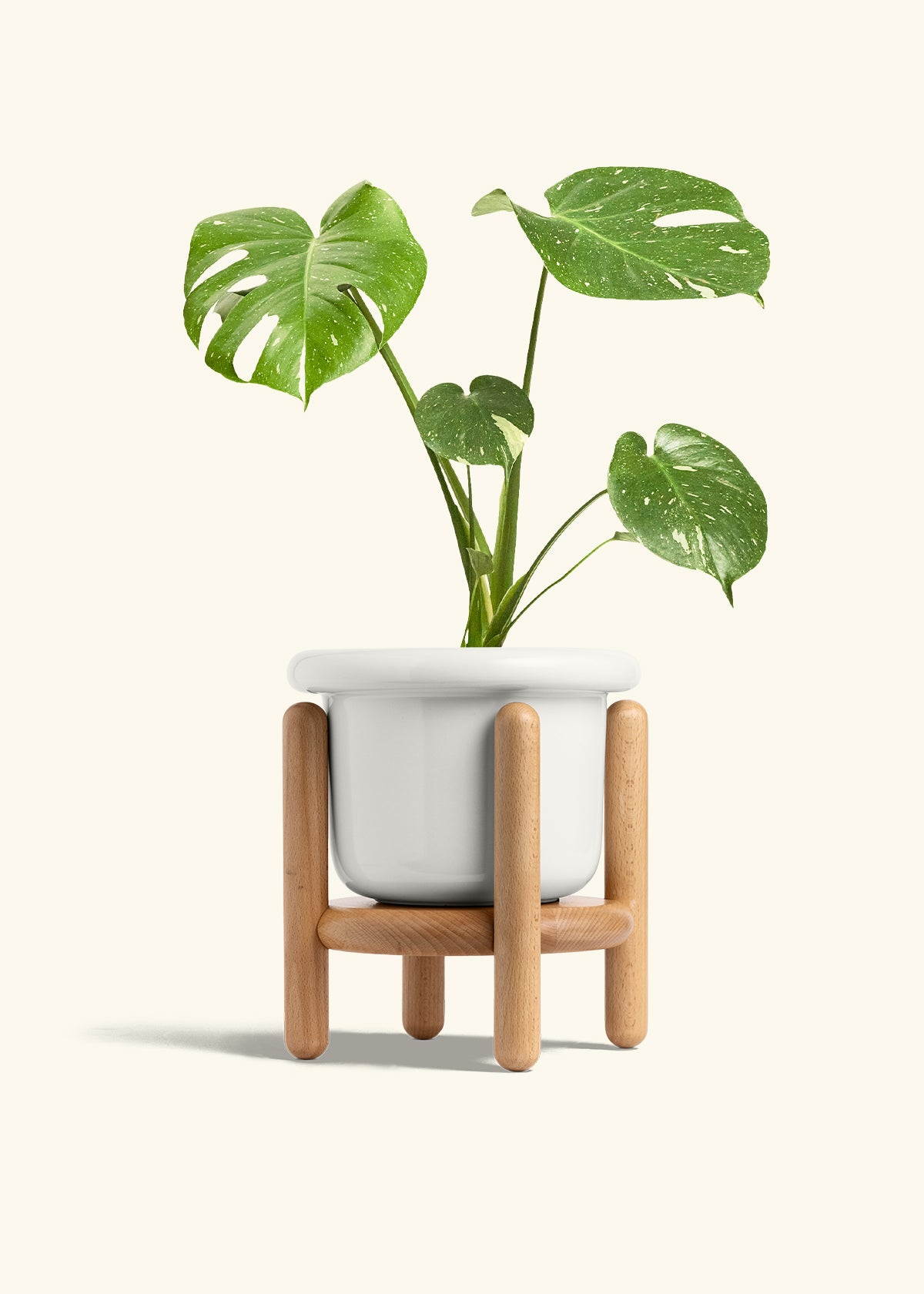 Monstera Thai Constellation in a 6  inches Fat Lip White Planter in a Beech Wood Stand