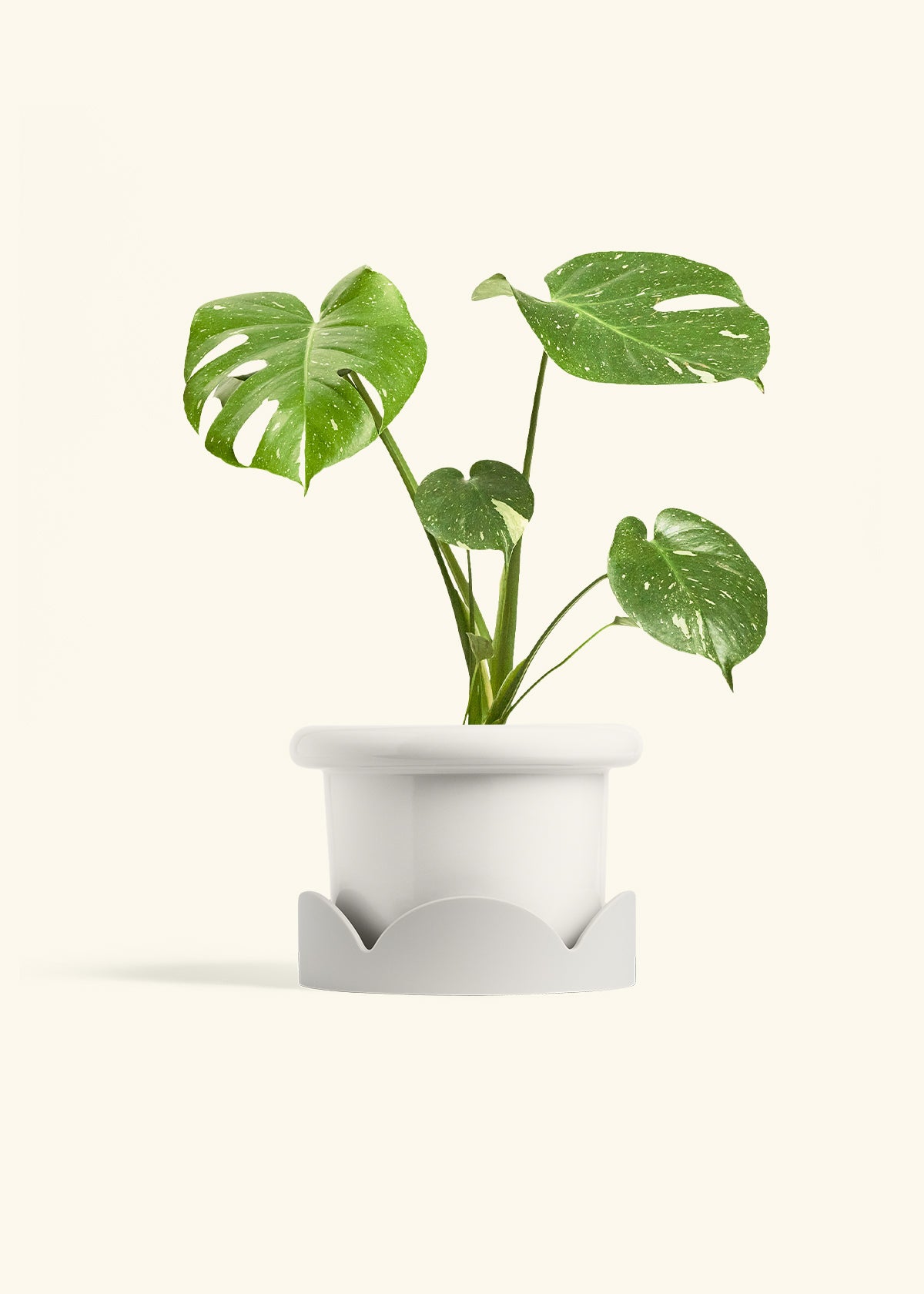 Monstera Thai Constellation in a 6  inches Fat Lip White Planter in a Oat Petal Drip Tray