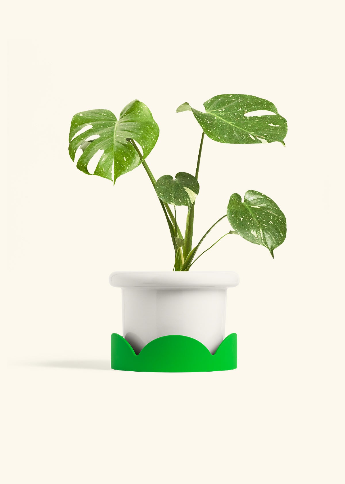 Monstera Thai Constellation in a 6  inches Fat Lip White Planter in a Shamrock Petal Drip Tray