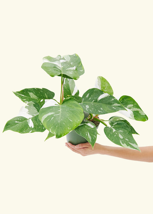 Philodendron White Princess in a 6 inches grow pot