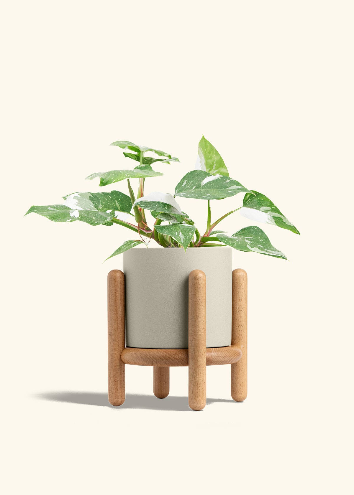 Philodendron White Princess in a 6  inches Oat Classic Cylinder Planter in a Beech Wood Stand