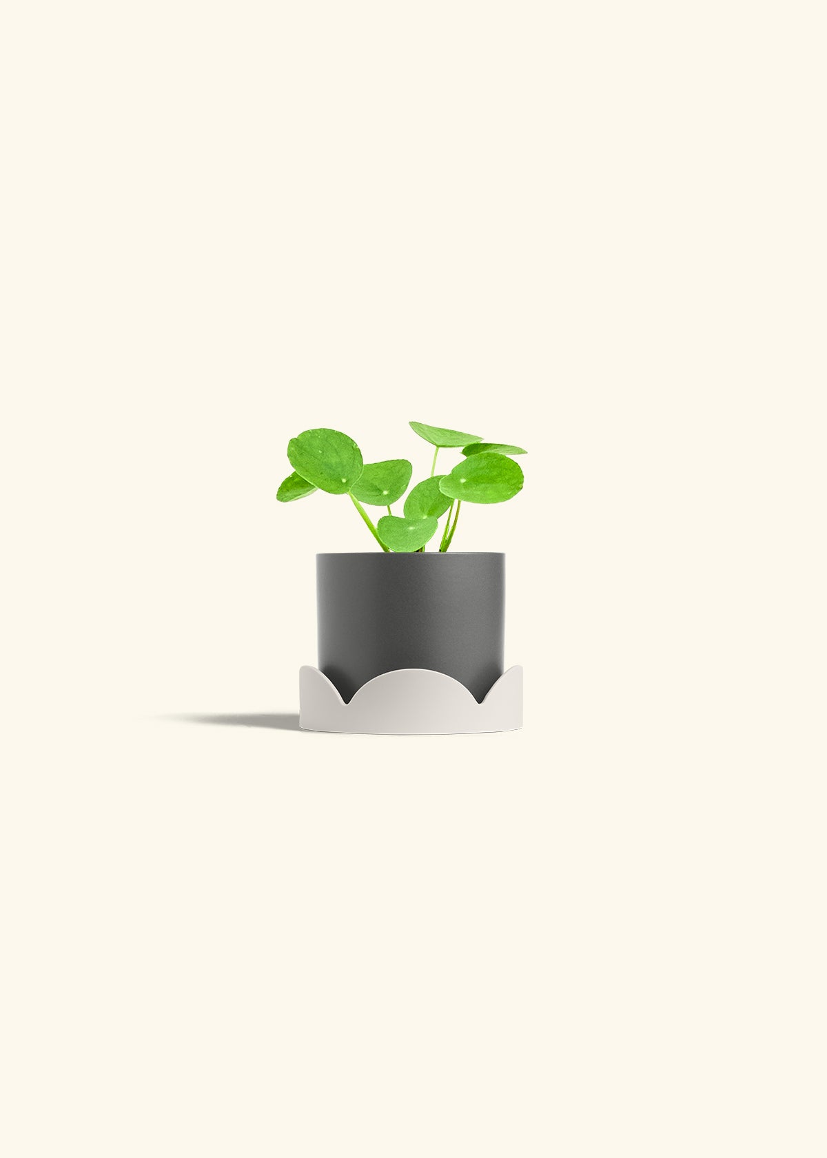 Chinese Money Plant in a 4 inches Charcoal Classic Cylinder Planter in a Oat Petal Drip Tray