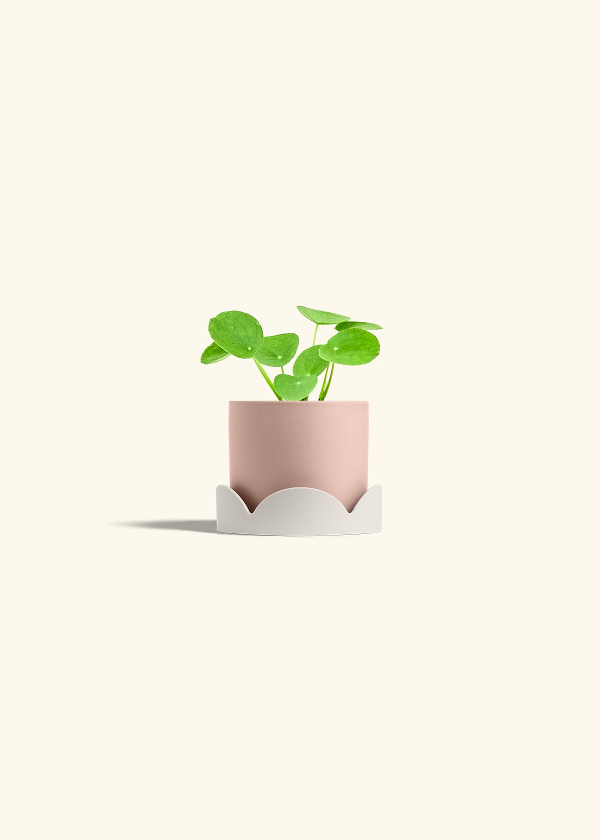 Chinese Money Plant in a 4 inches Pink Classic Cylinder Planter in a Oat Petal Drip Tray