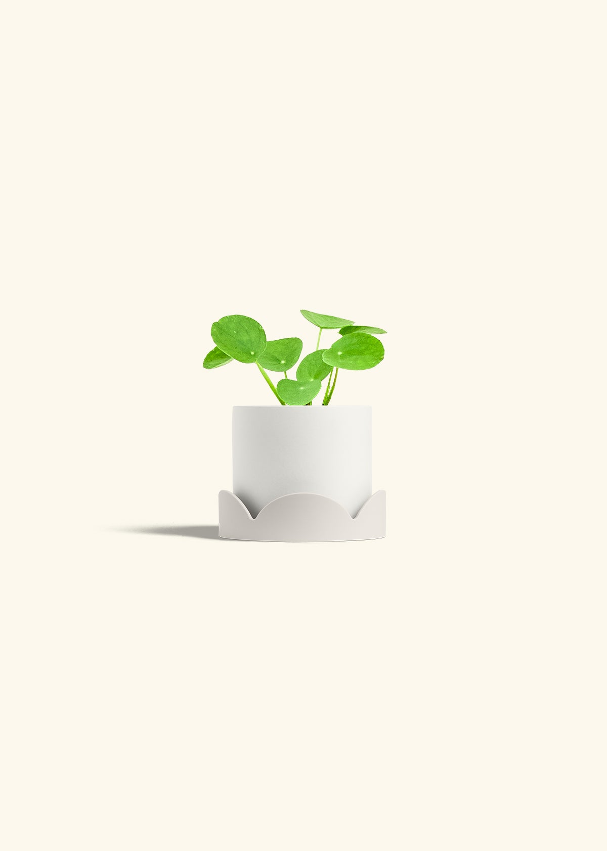 Chinese Money Plant in a 4 inches White Classic Cylinder Planter in a Oat Petal Drip Tray
