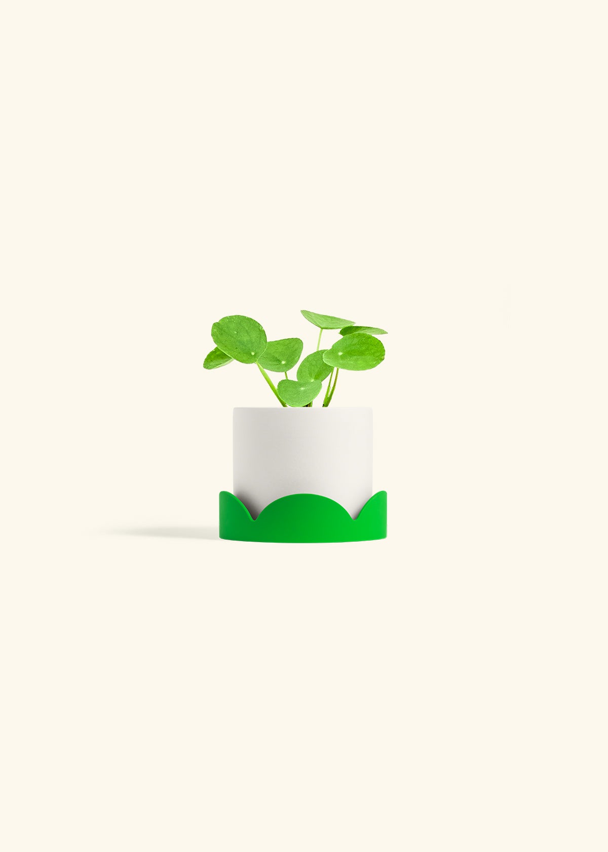 Chinese Money Plant in a 4 inches White Classic Cylinder Planter in a Shamrock Petal Drip Tray
