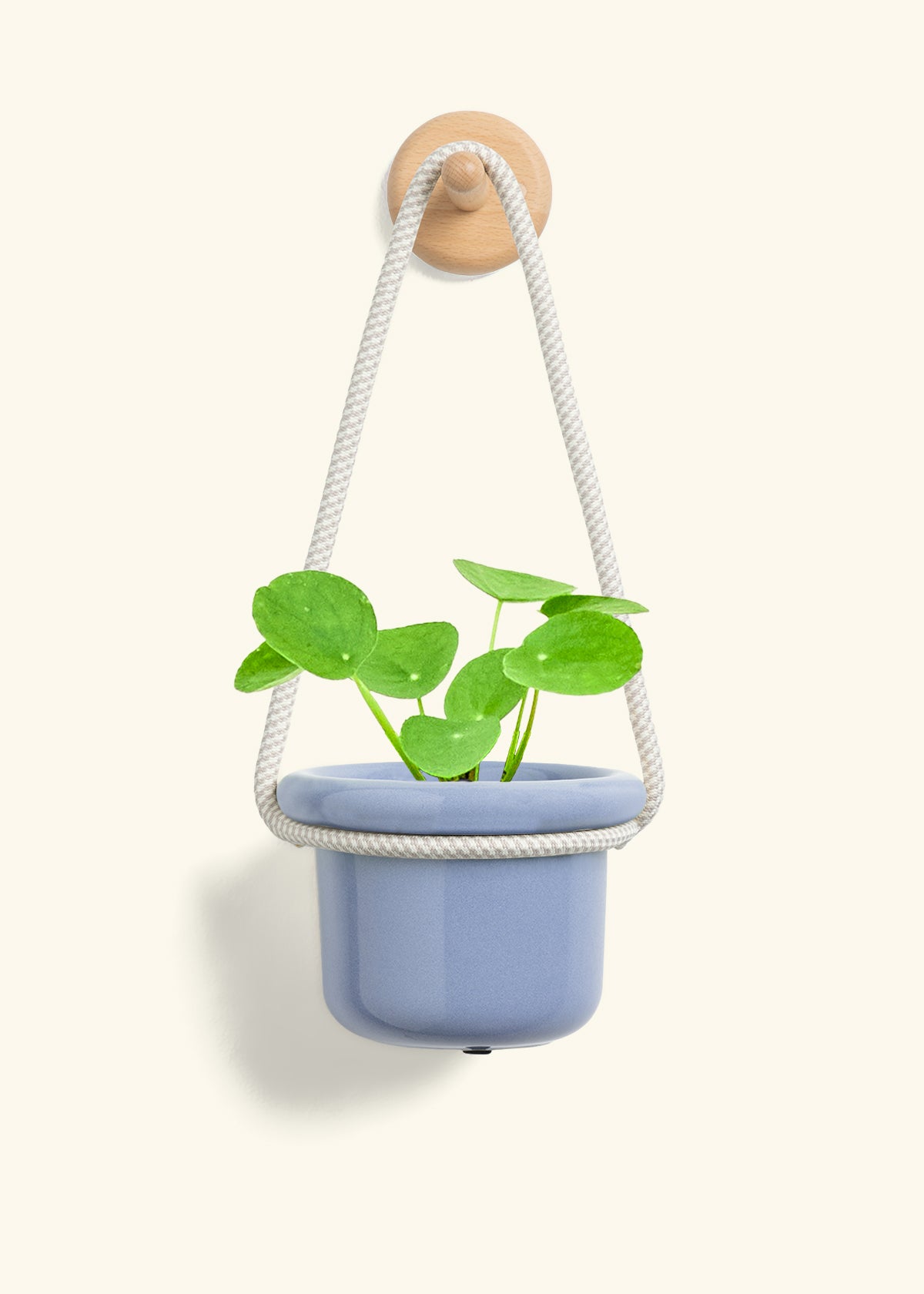 Chinese Money Plant, Small