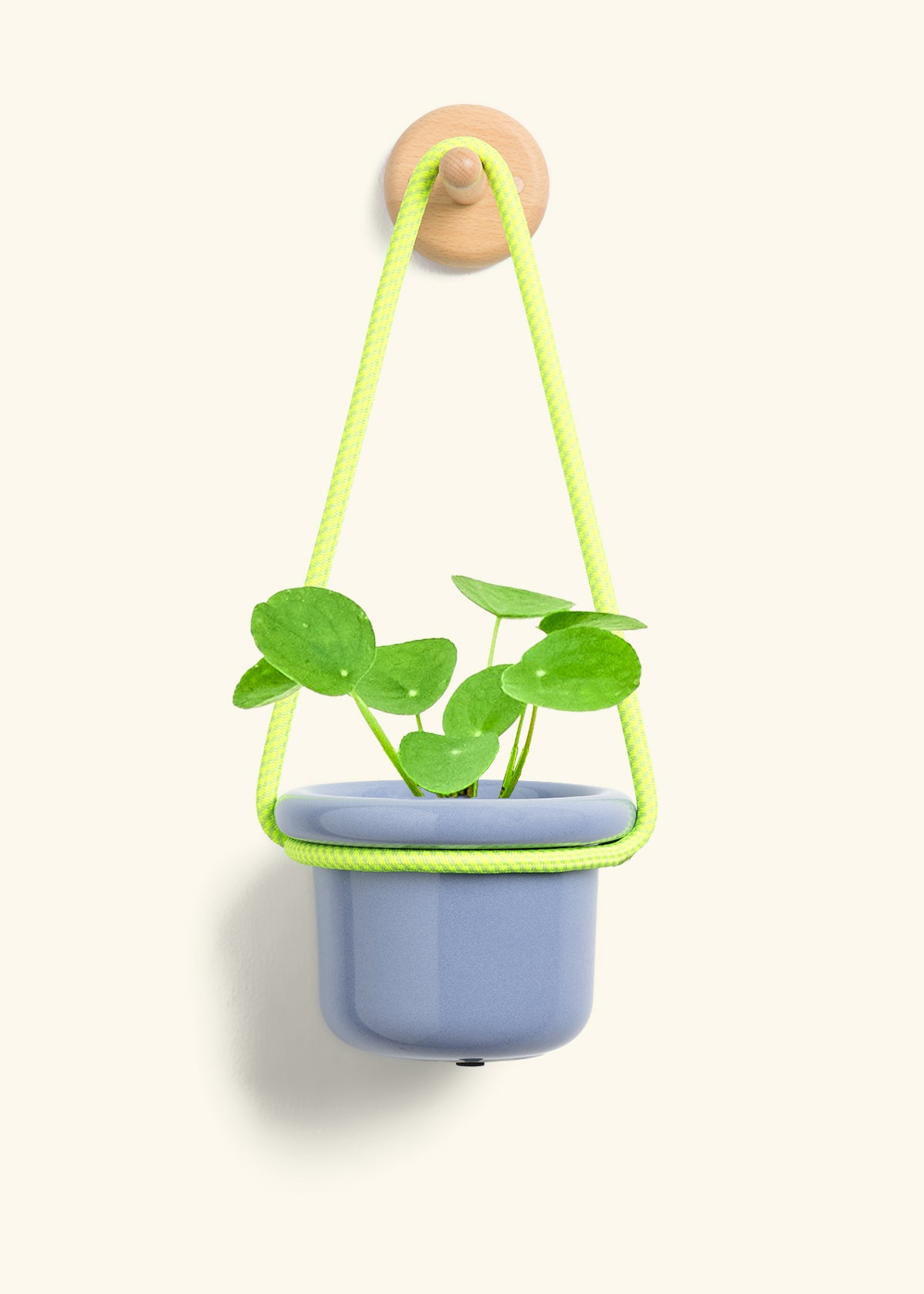 Chinese Money Plant, Small