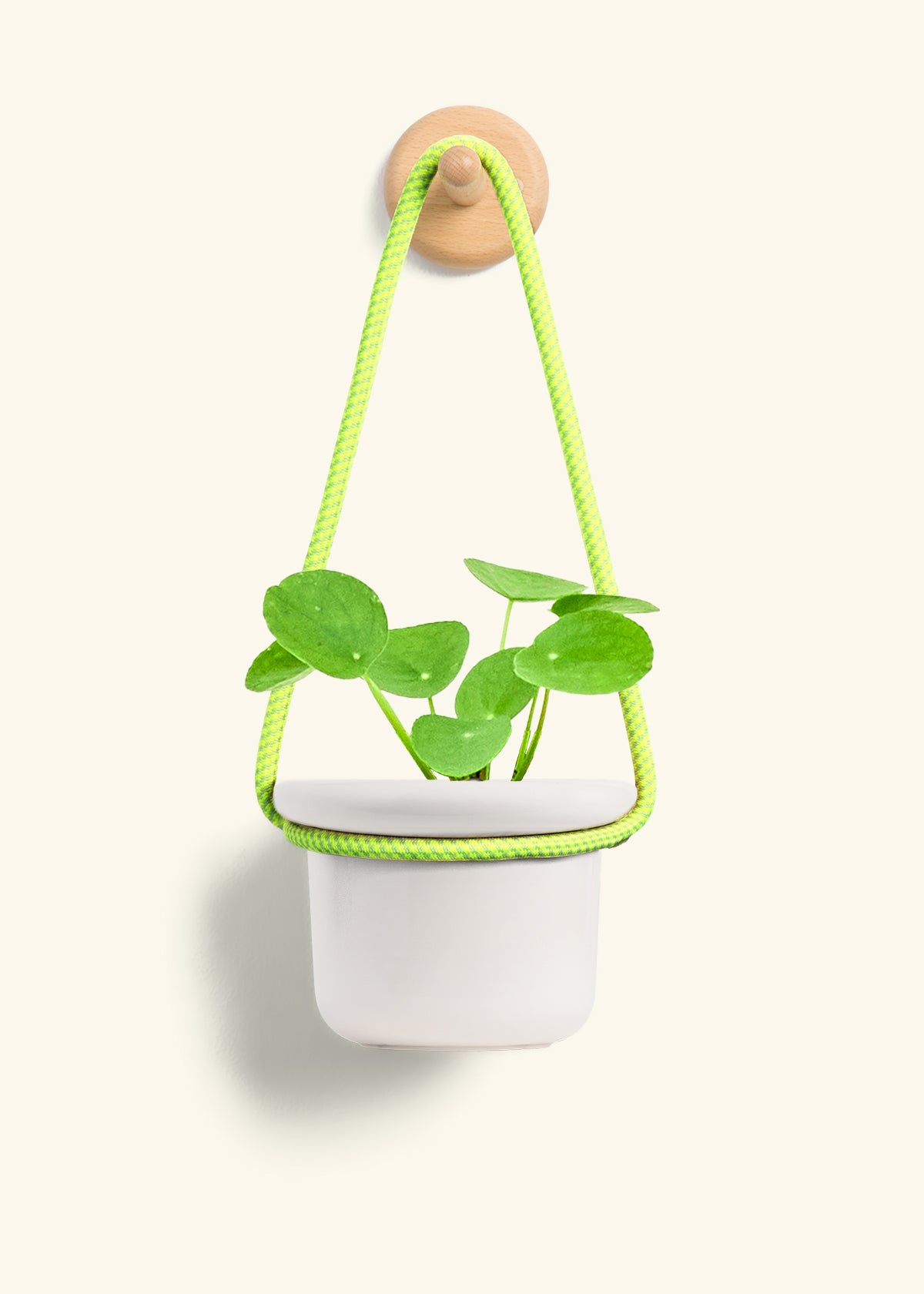 Chinese Money Plant, Small