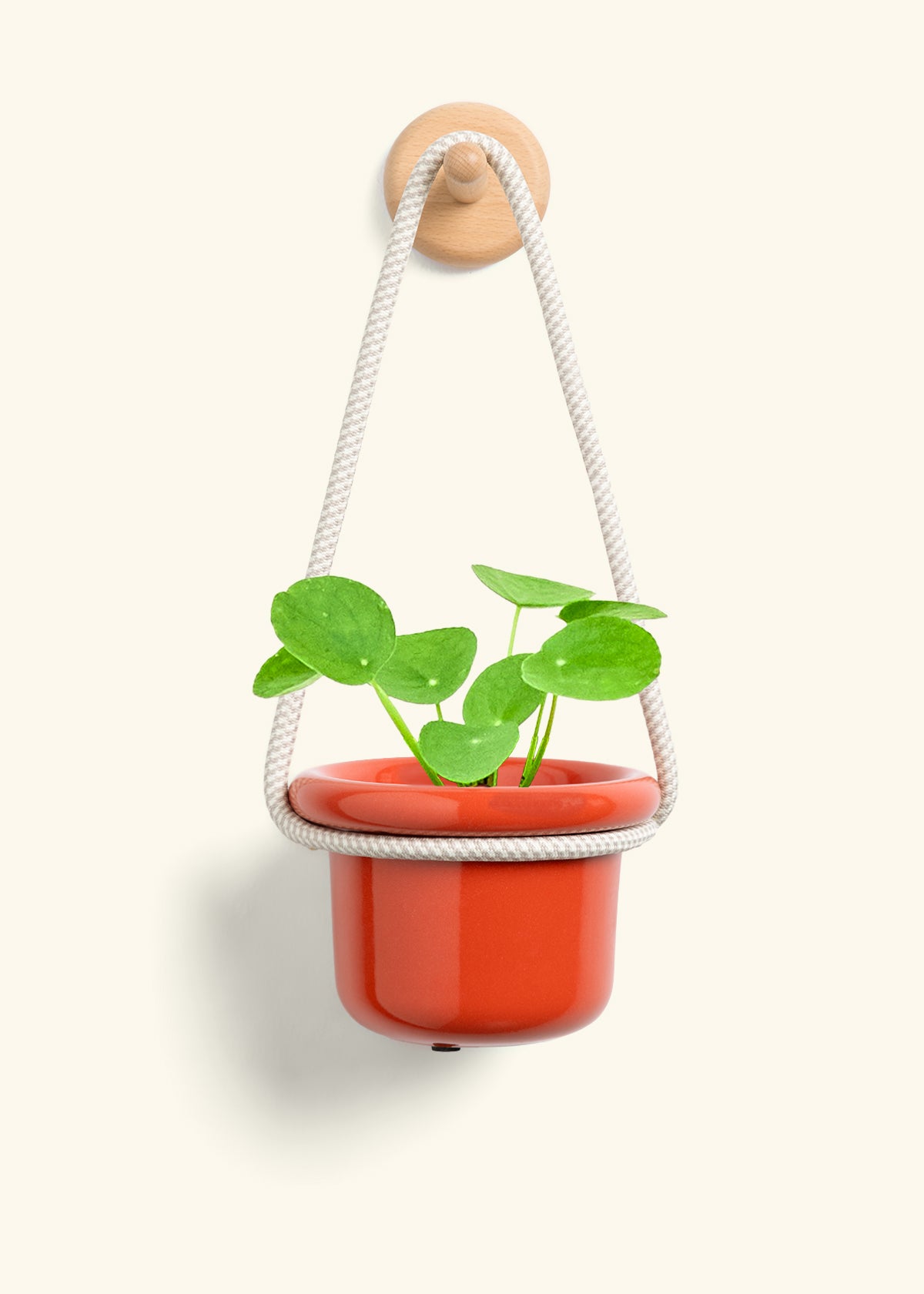 Chinese Money Plant, Small