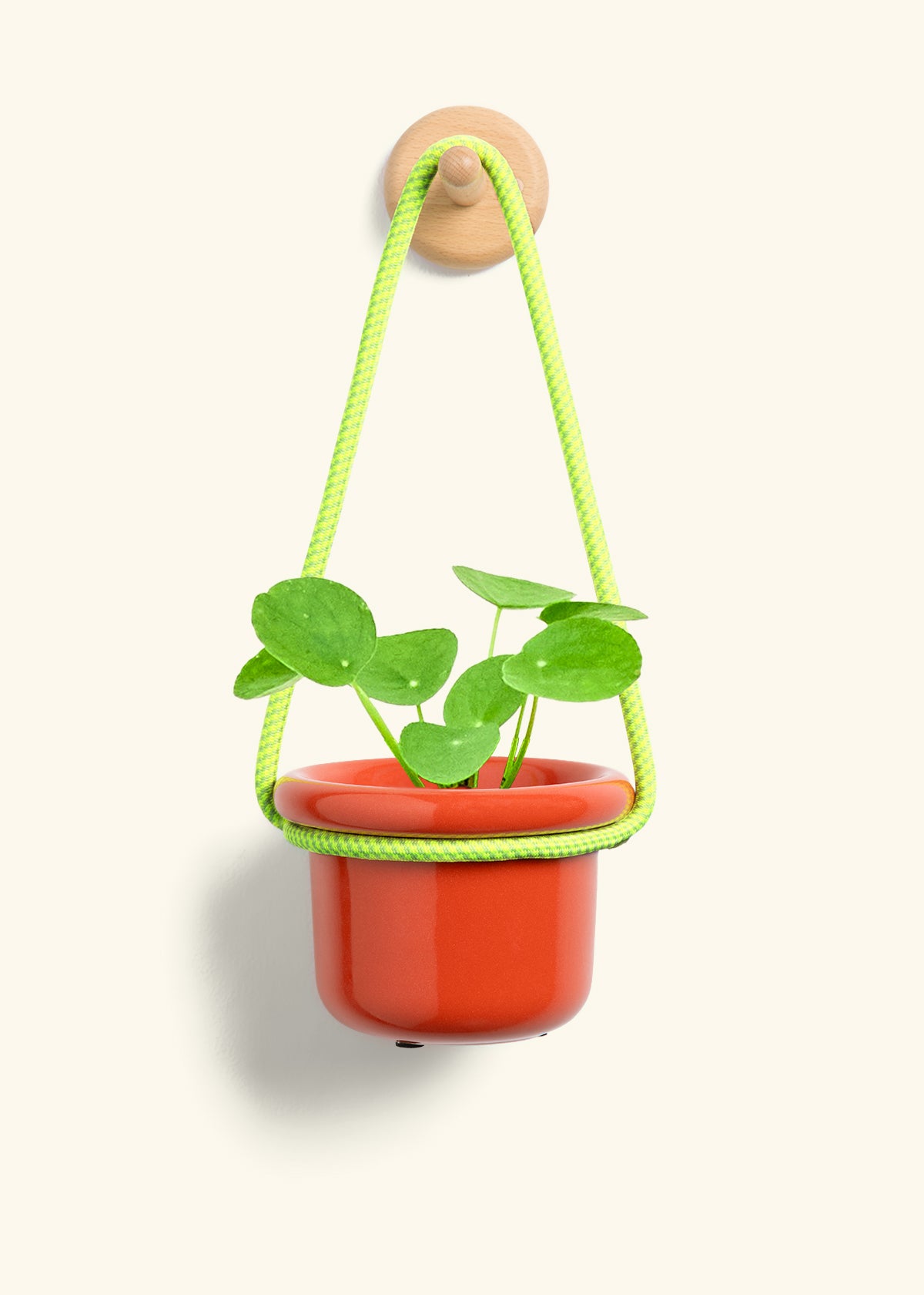 Chinese Money Plant, Small