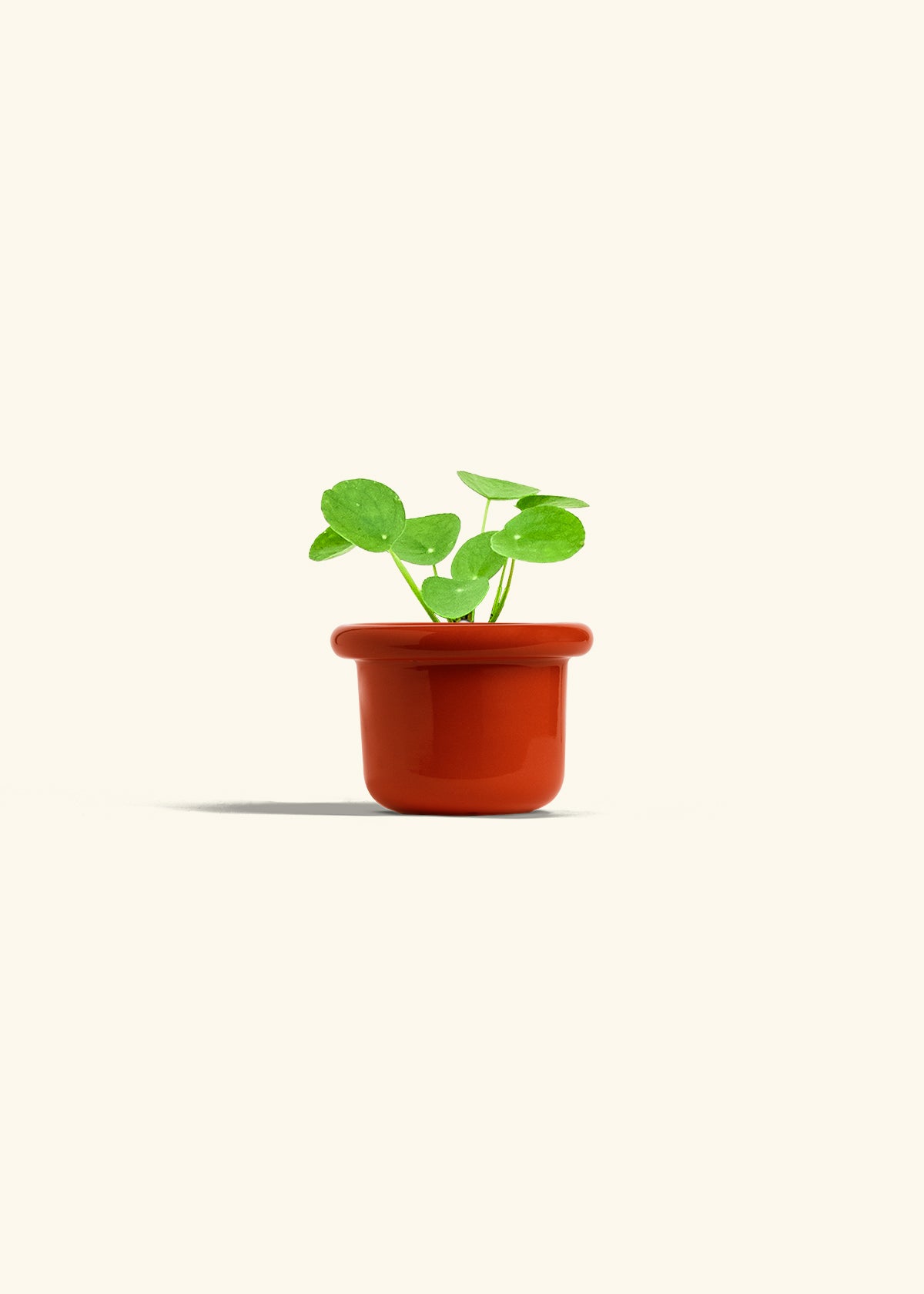 Chinese Money Plant in a 4 inches Fat Lip Red Planter