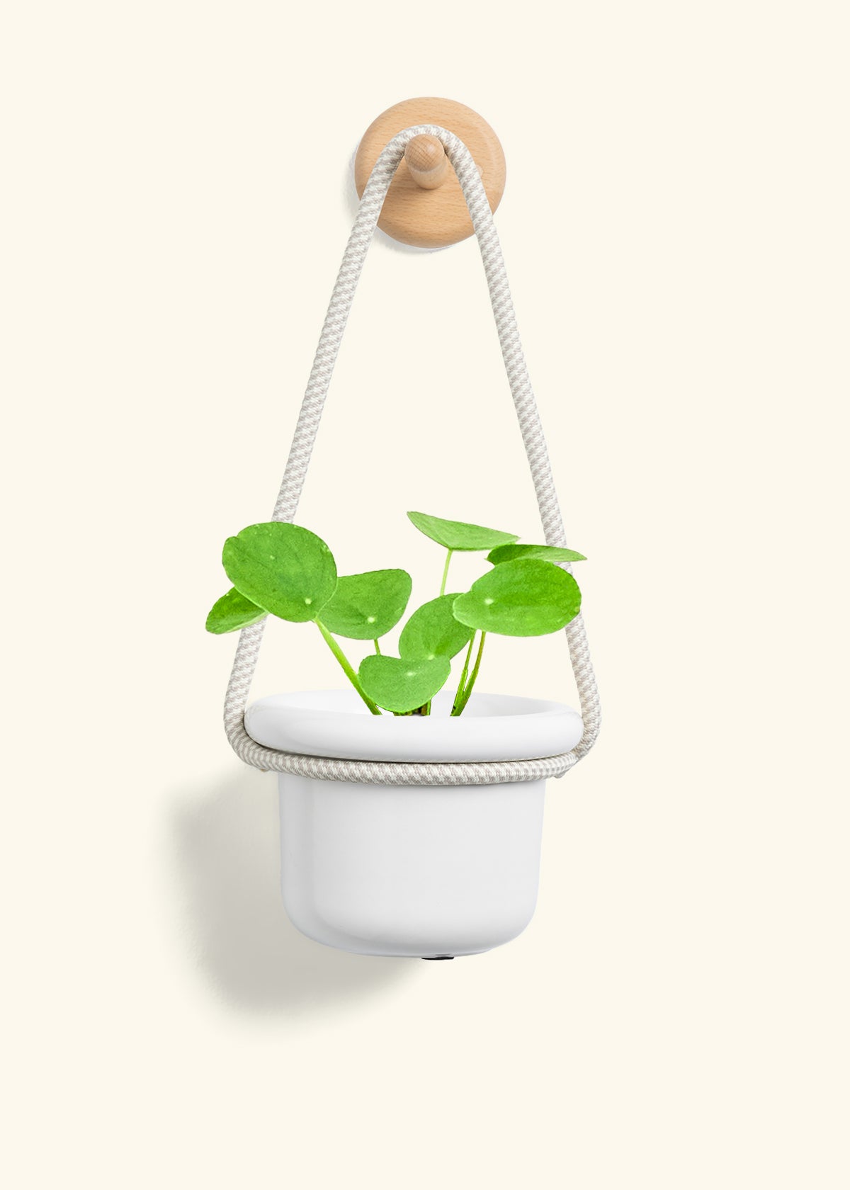 Chinese Money Plant, Small