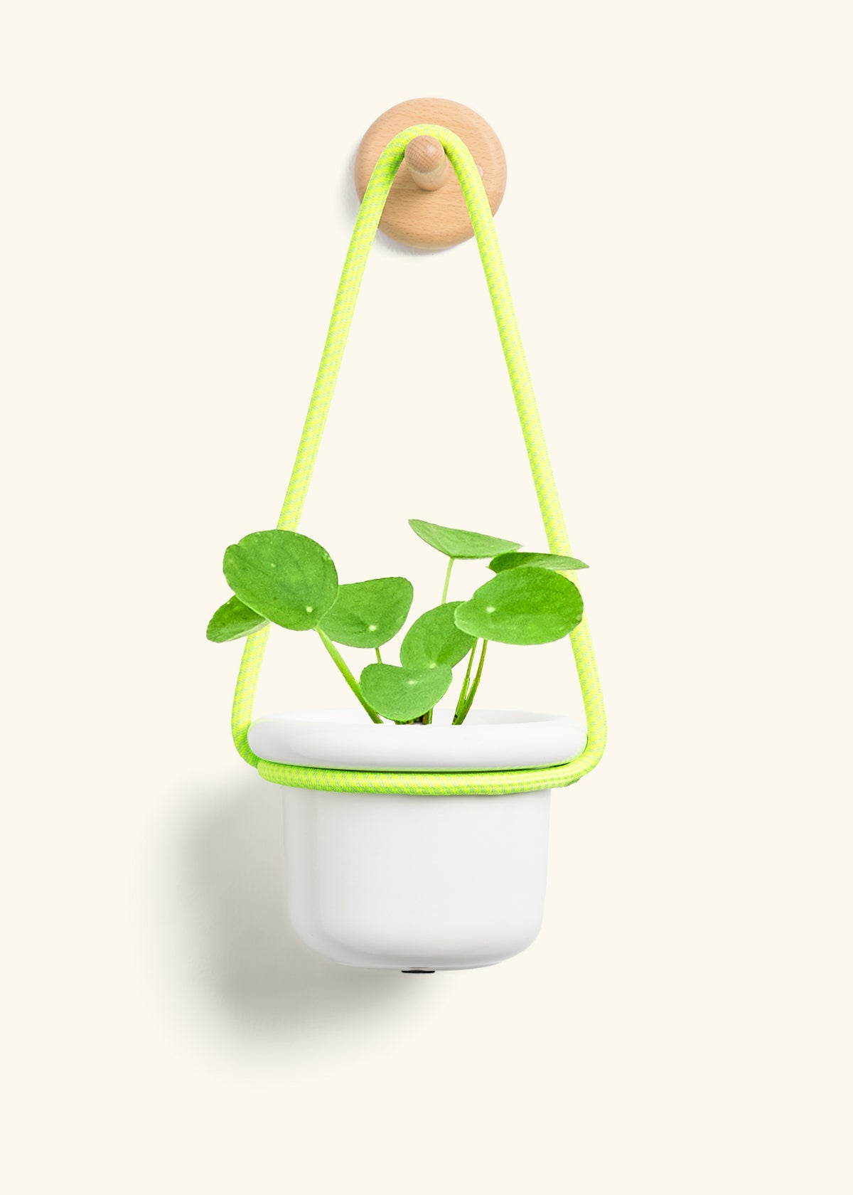 Chinese Money Plant, Small