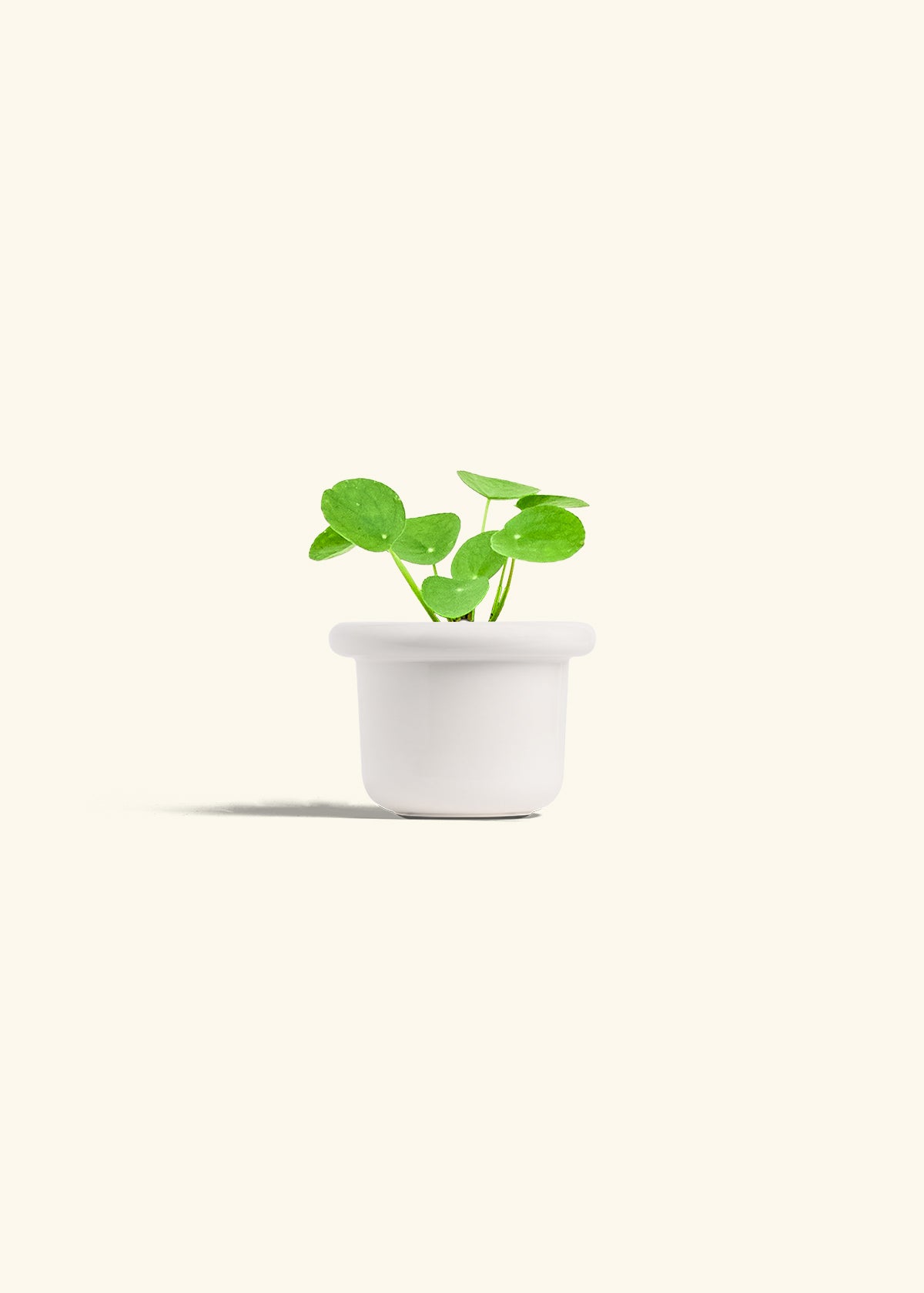 Chinese Money Plant in a 4 inches Fat Lip White Planter