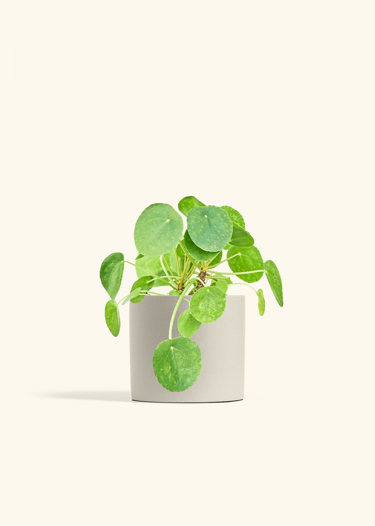 Chinese Money Plant in a 6 inches Oat Classic Cylinder Planter