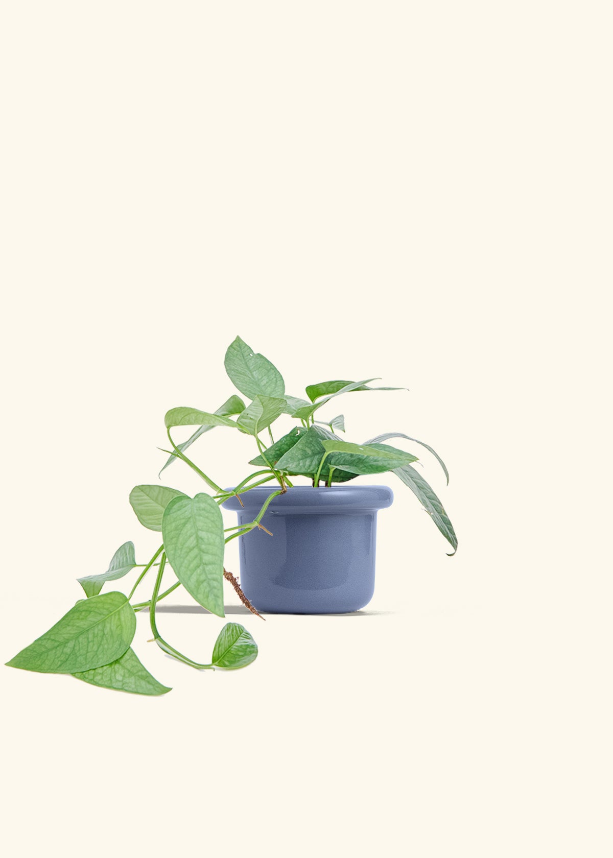 Cebu Blue Pothos in a 4 inches Fat Lip Blue Planter