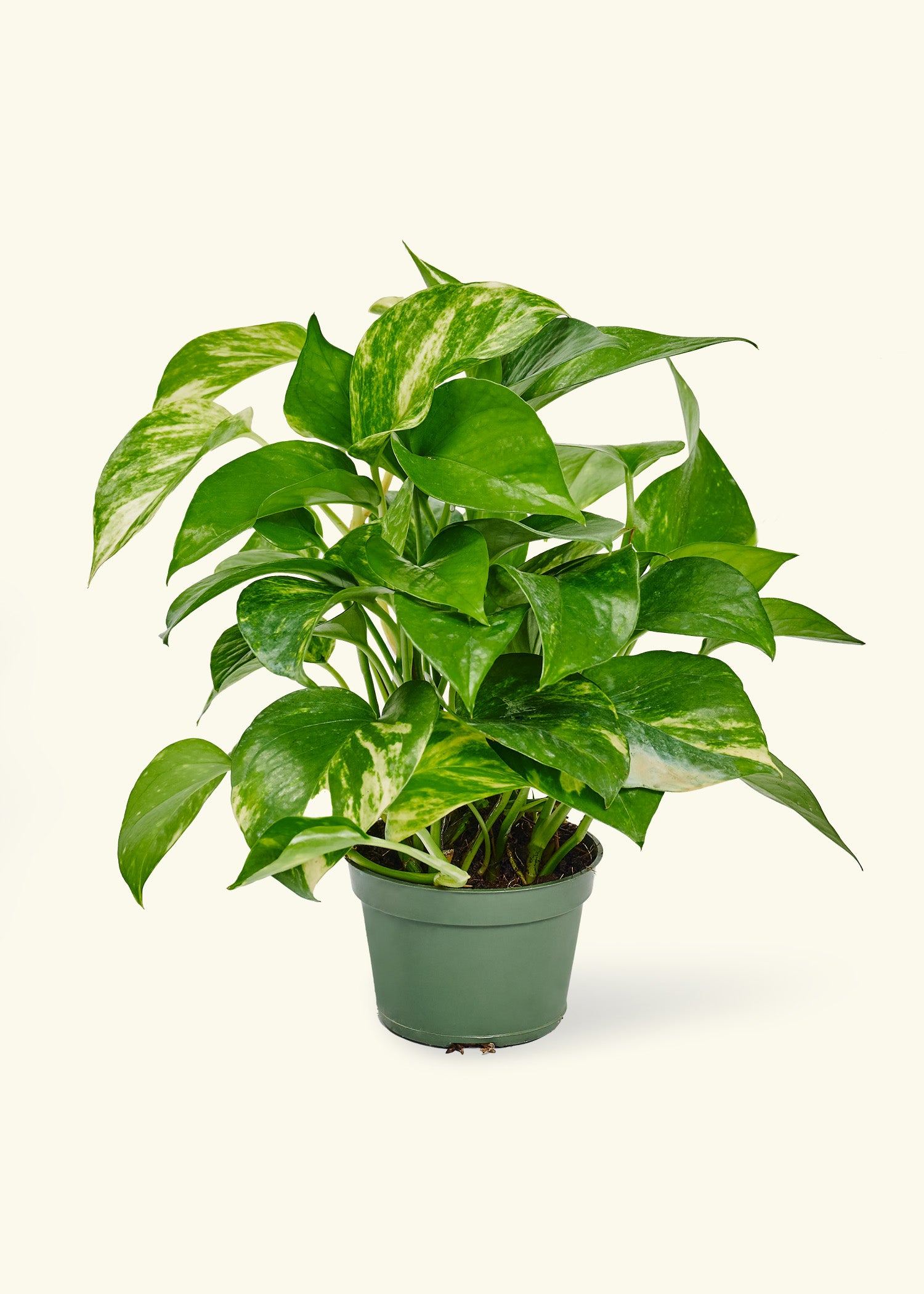 golden pothos water droplets Golden Pothos