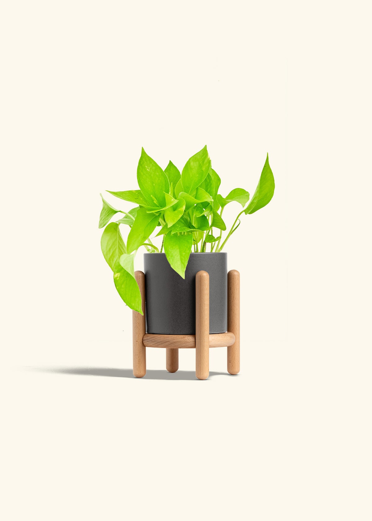 Golden Pothos in a 4 inches Charcoal Classic Cylinder Planter in a Beech Wood Stand