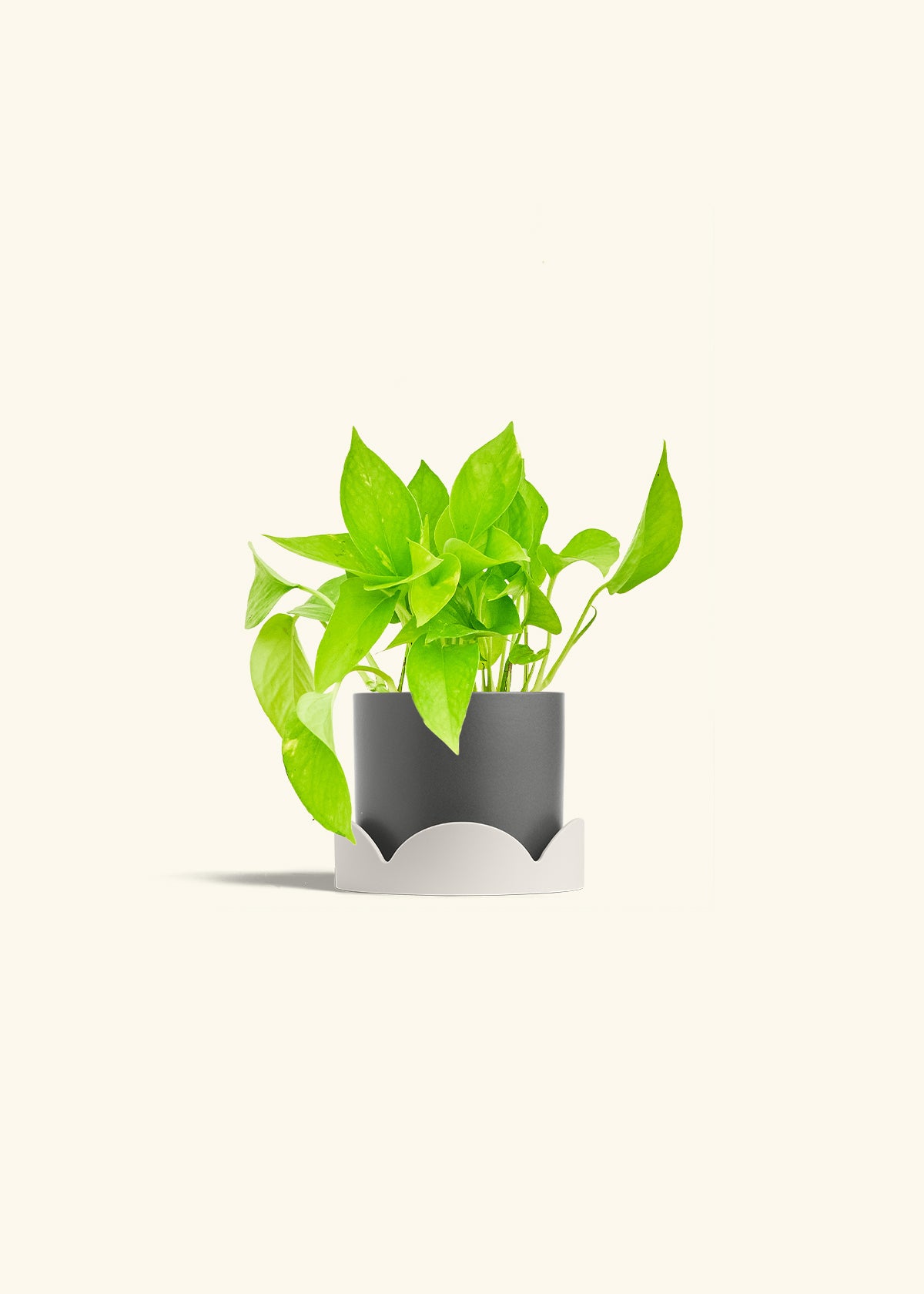 Golden Pothos in a 4 inches Charcoal Classic Cylinder Planter in a Oat Petal Drip Tray
