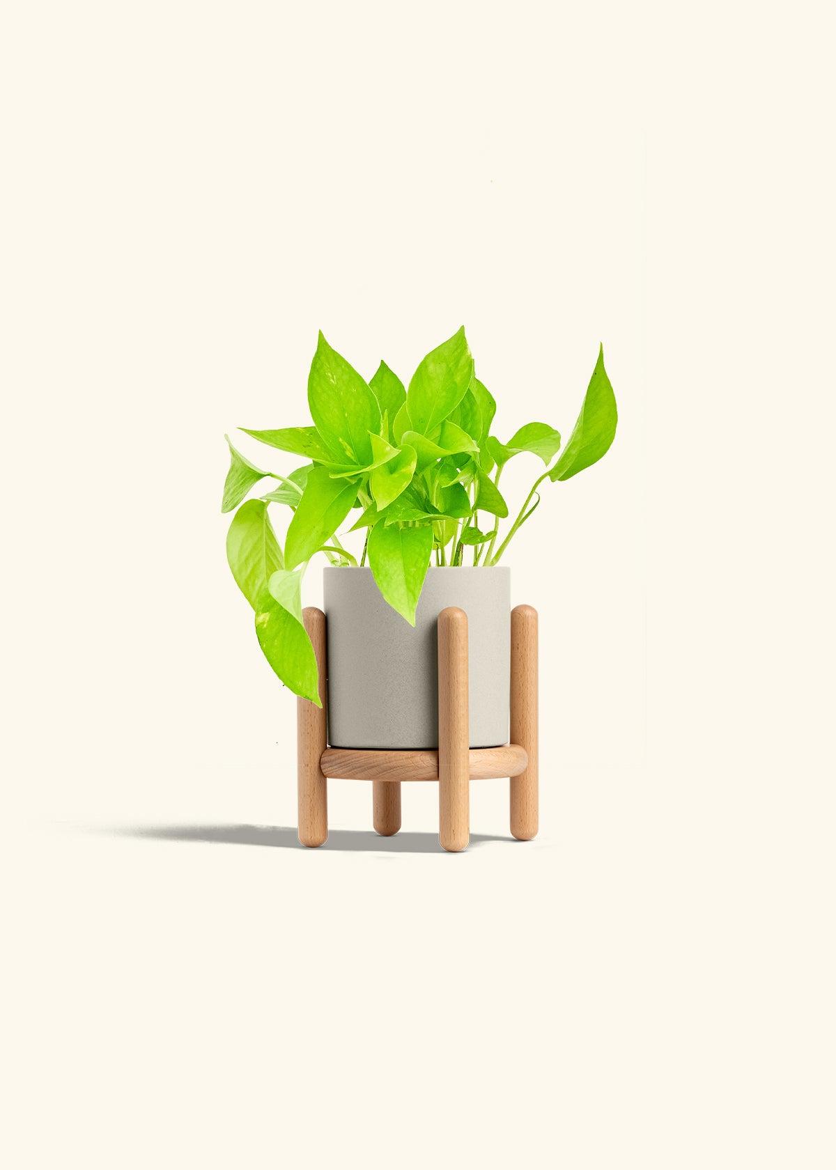 Golden Pothos in a 4 inches Oat Classic Cylinder Planter in a Beech Wood Stand