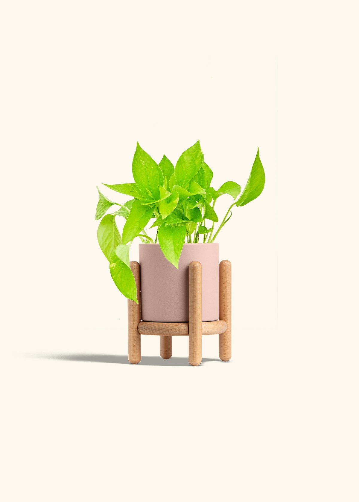 Golden Pothos in a 4 inches Pink Classic Cylinder Planter in a Beech Wood Stand