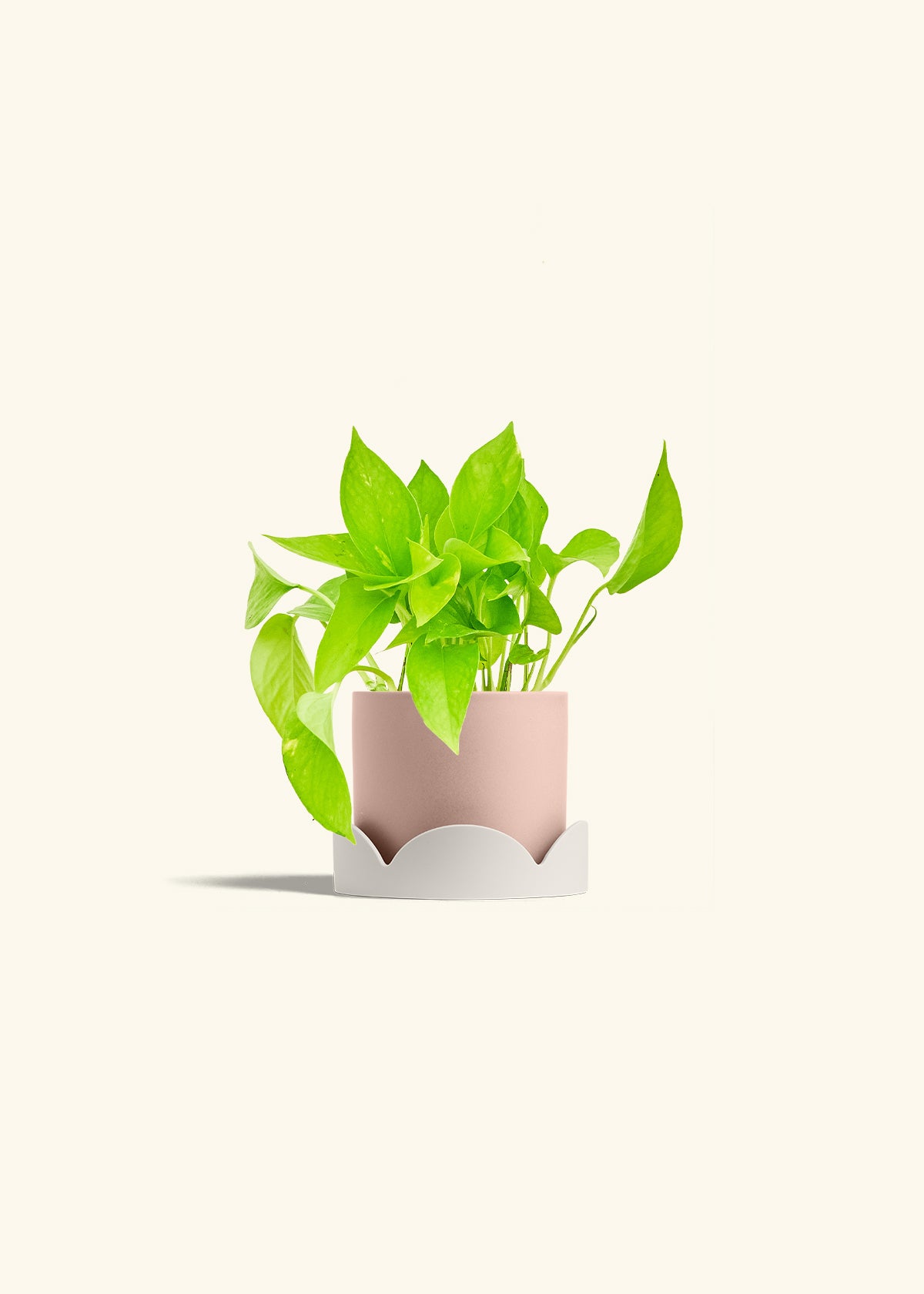 Golden Pothos in a 4 inches Pink Classic Cylinder Planter in a Oat Petal Drip Tray