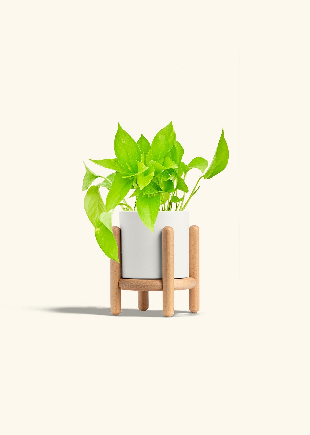 Golden Pothos in a 4 inches White Classic Cylinder Planter in a Beech Wood Stand