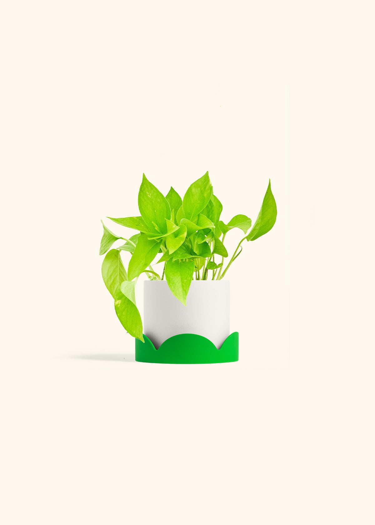 Golden Pothos in a 4 inches White Classic Cylinder Planter in a Shamrock Petal Drip Tray