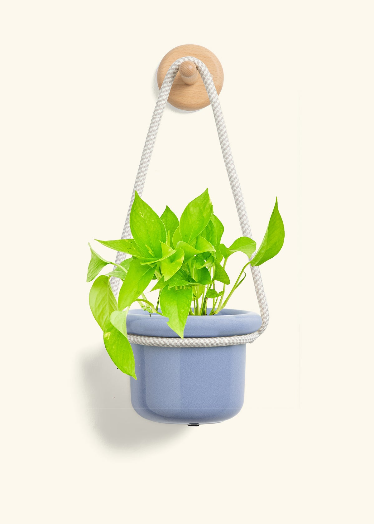 Golden Pothos, Small